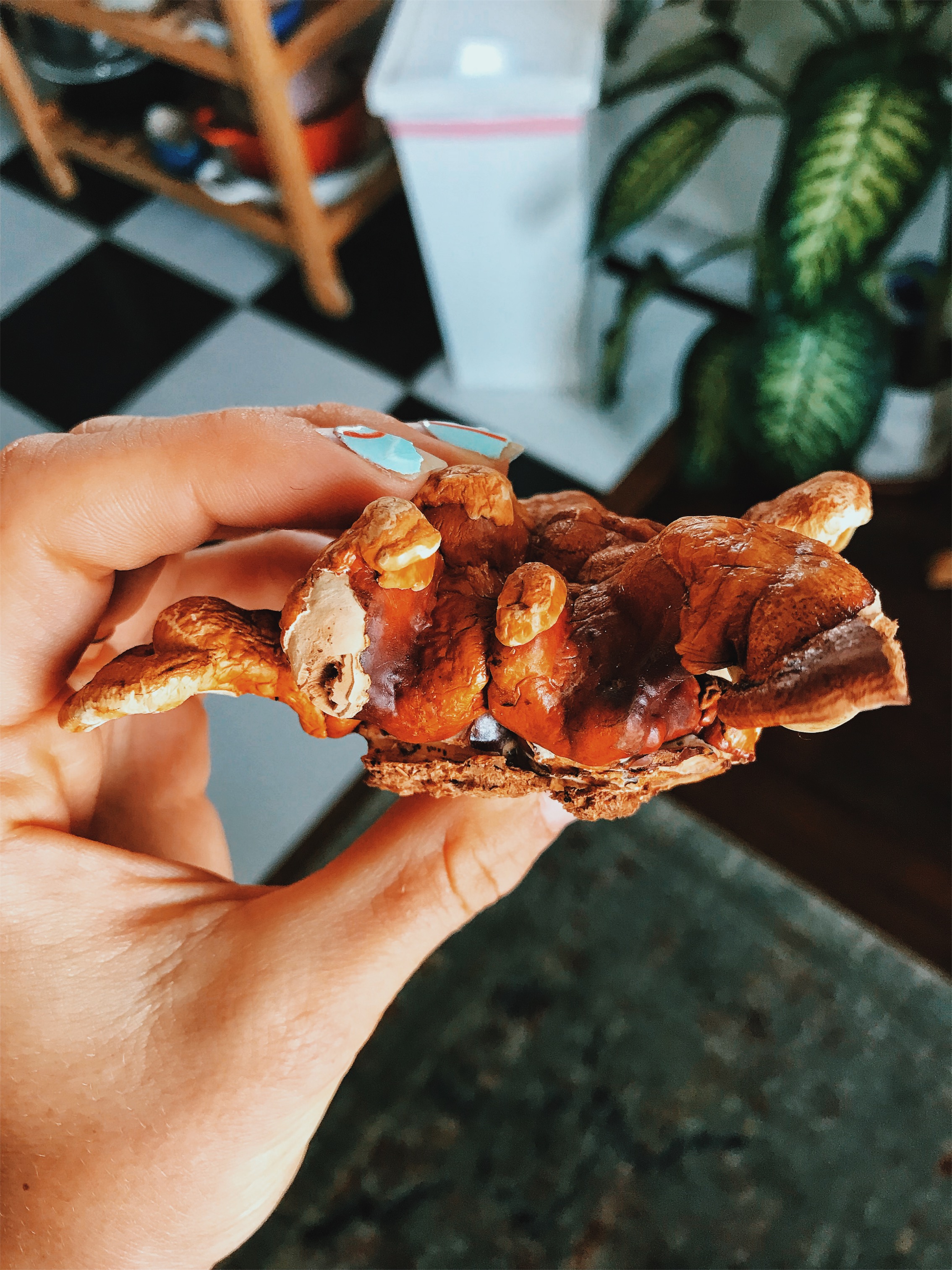 A piece of real reishi my friend brought me from Detroit.