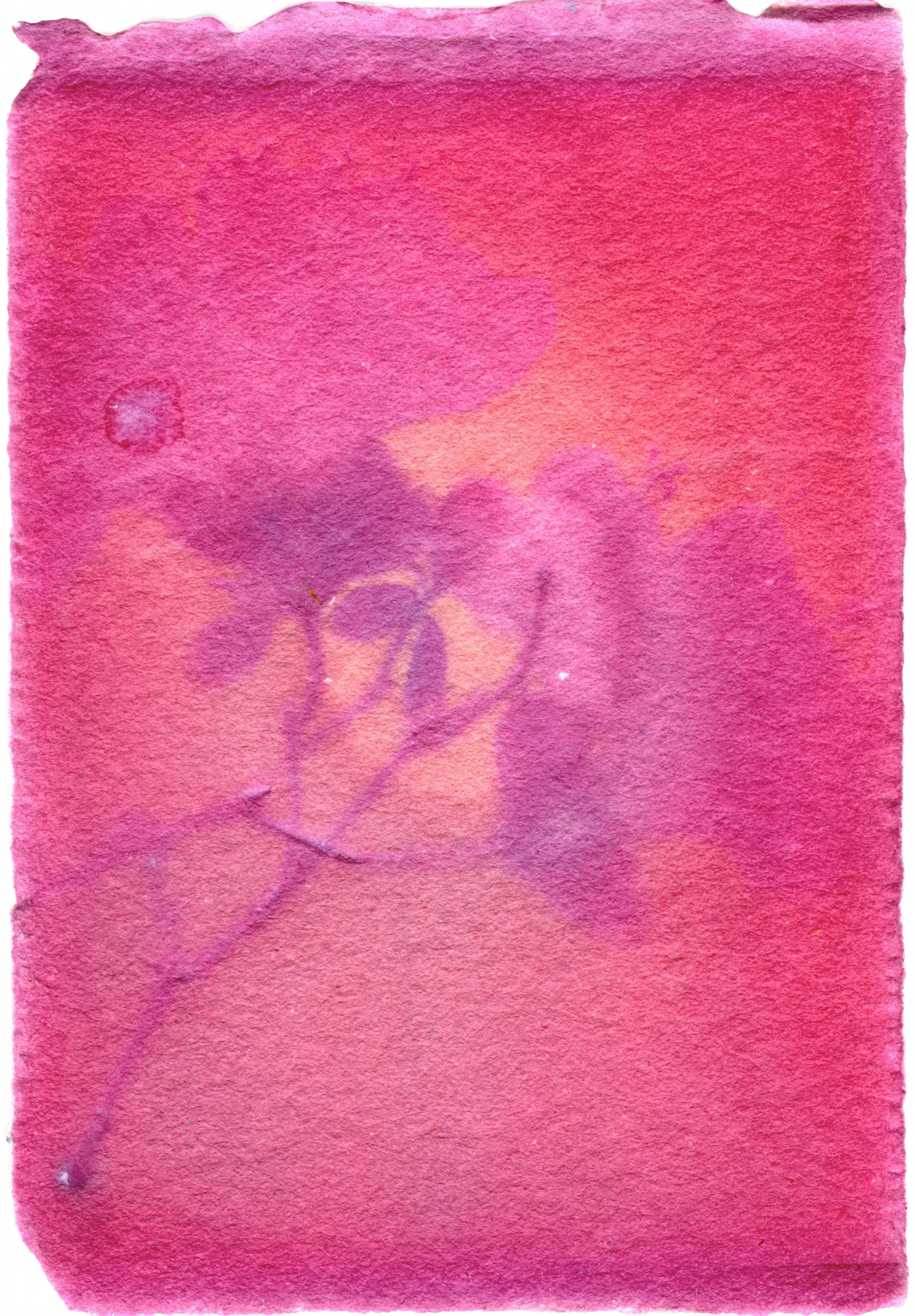 Red Rhododendron Ferrugineum with Red Rhododendron Ferrugineum Emulsion, 3.5" x 2.5", 2018