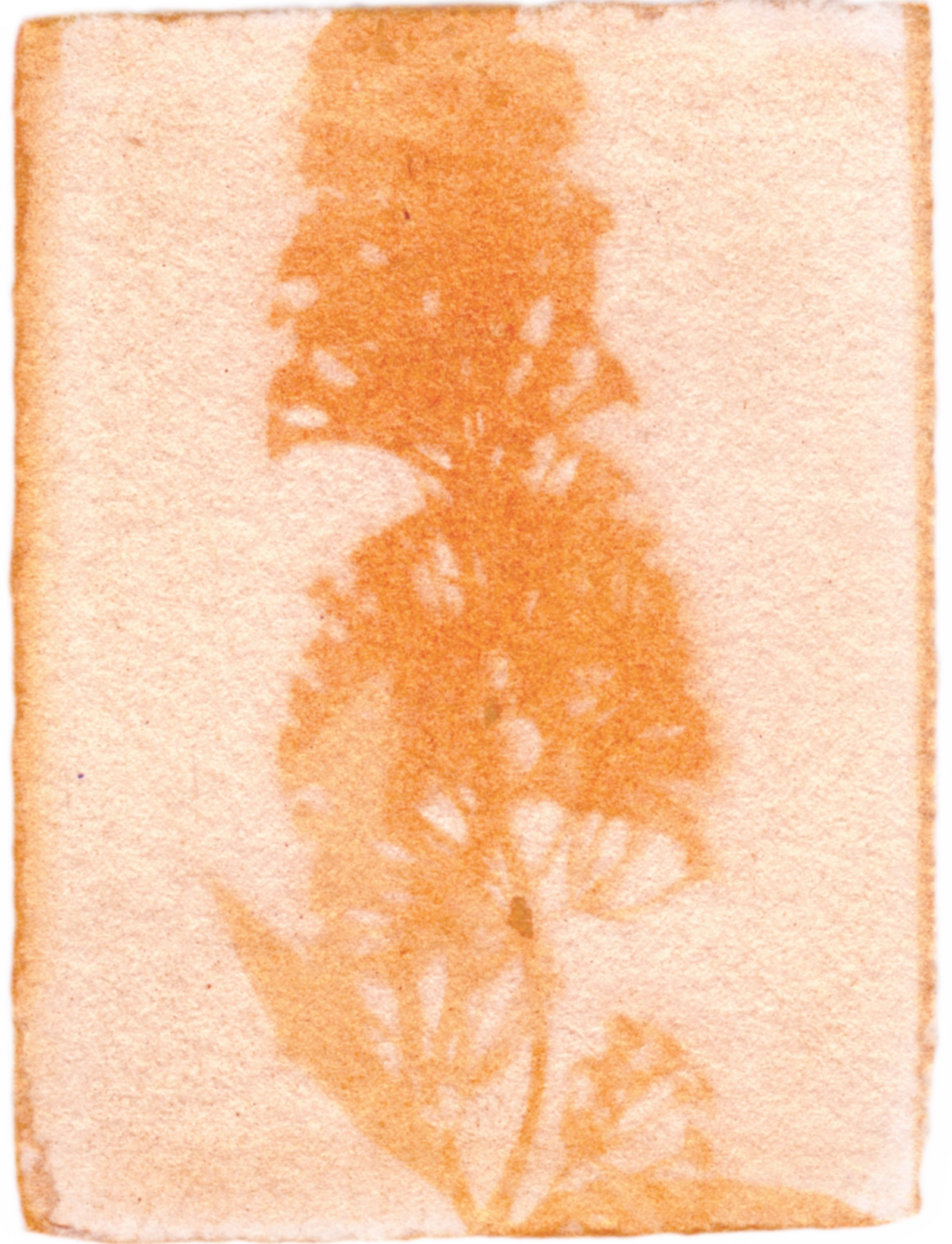 Buddleia Plant with Achiote Emulsion, 3.5" x 2.5", 2017