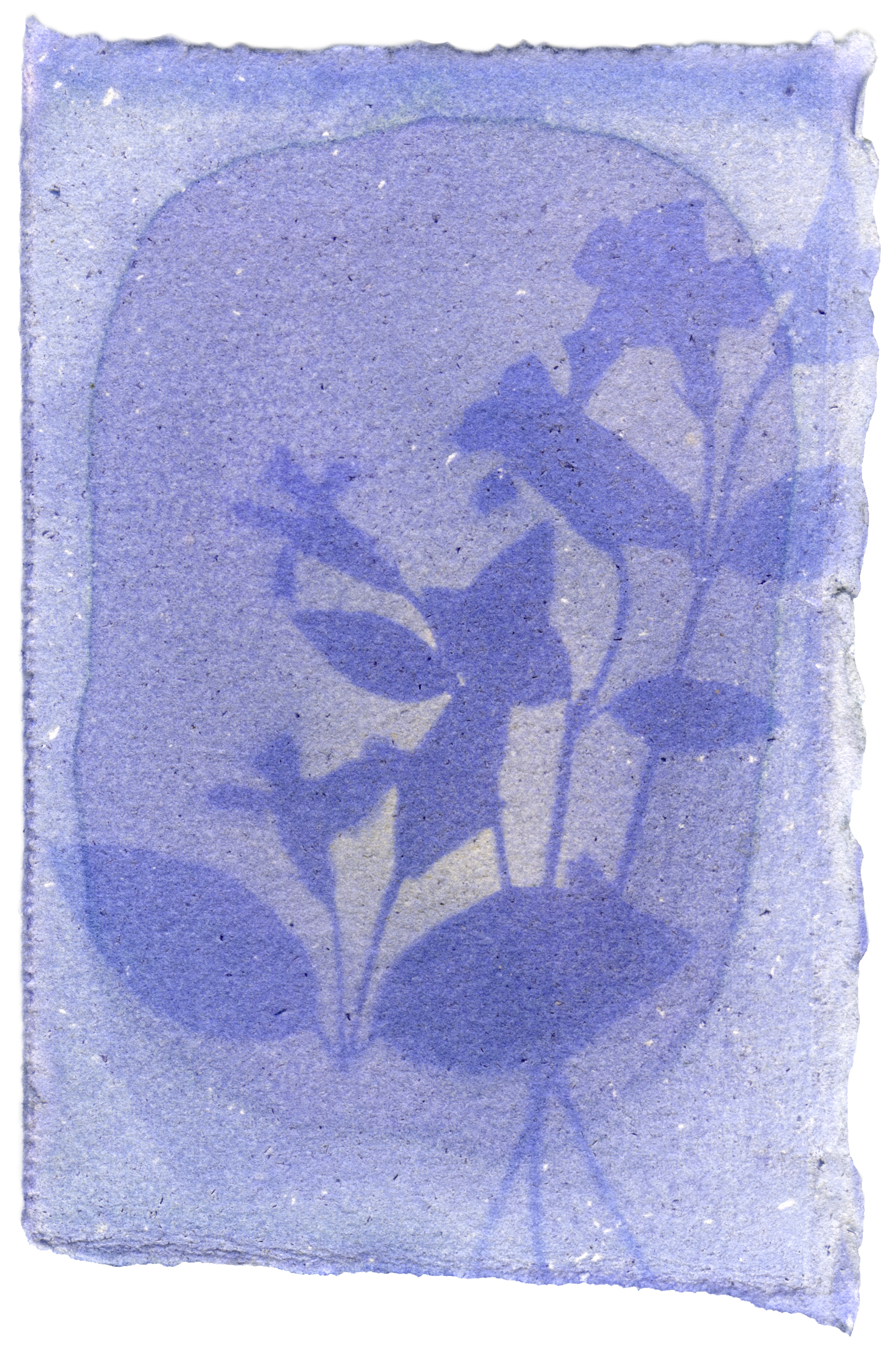 Vinca Minor with Vinca Minor Emulsion, 5" x 3.5", 2018