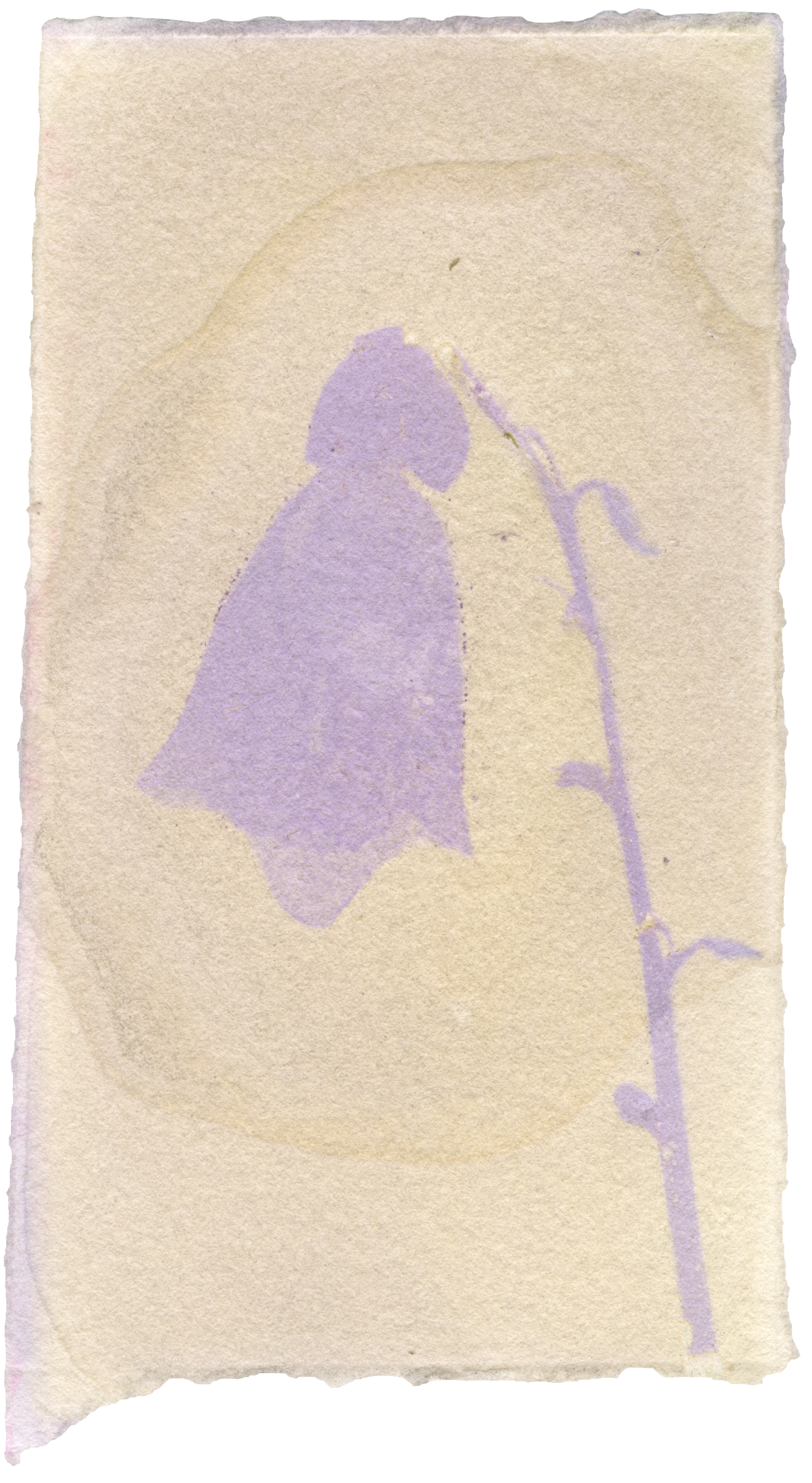 Digitalis with Digitalis Emulsion, 3.5" x 6", 2018