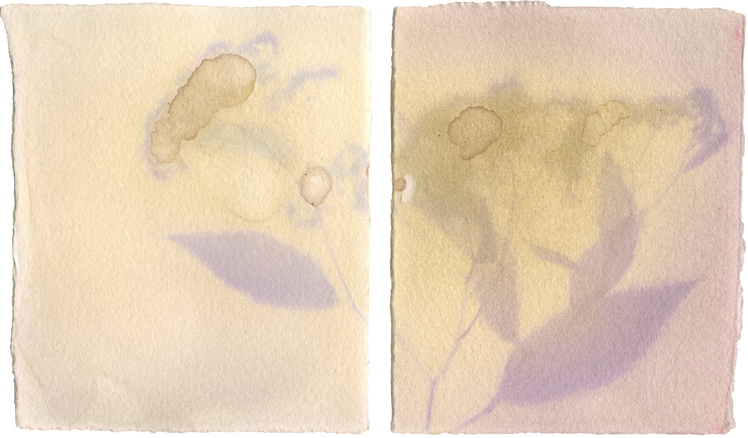 Spiraea Japonica with Spiraea Japonica Emulsion, Diptych, 5" x 8", 2018