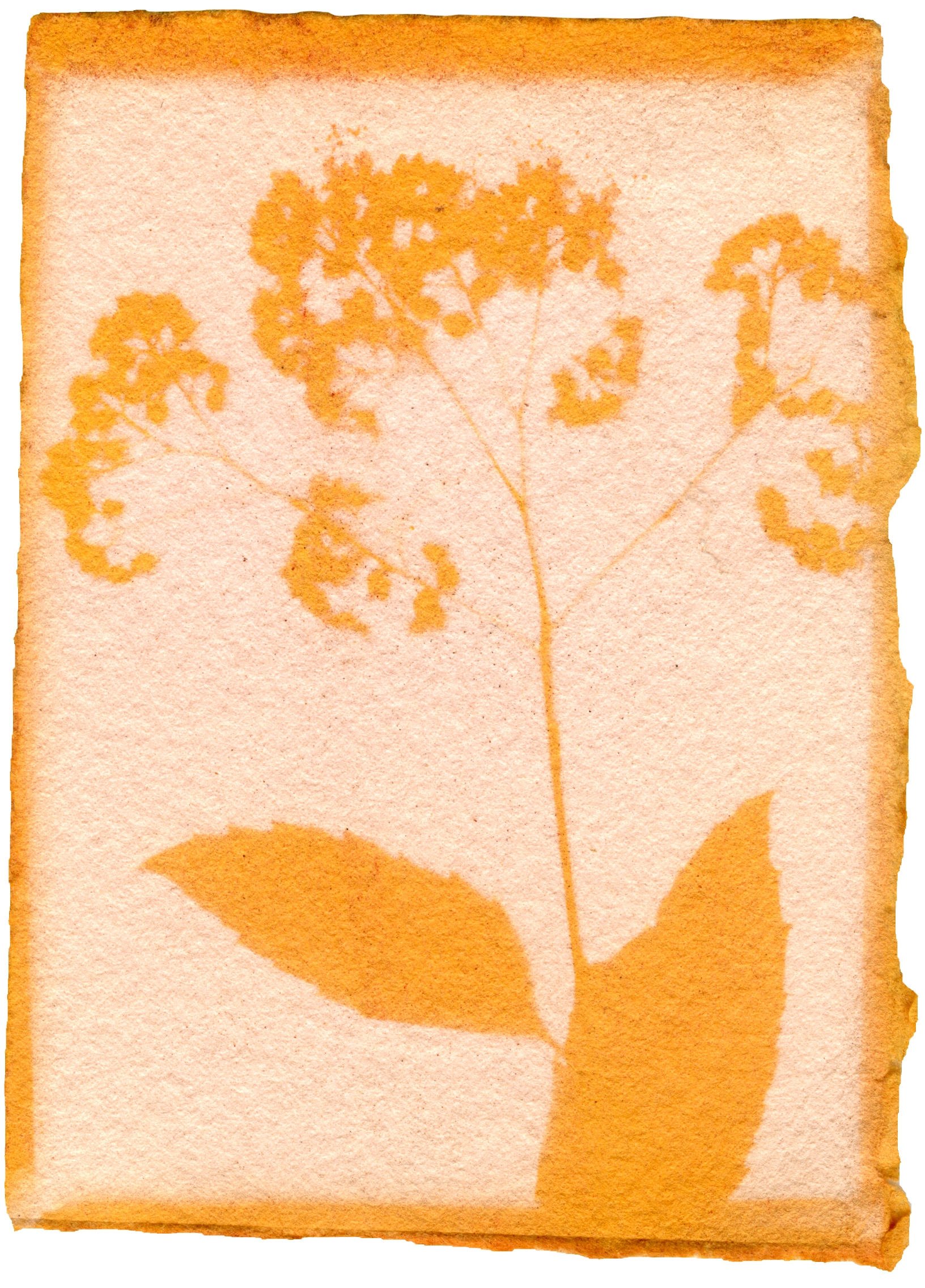 Spiraea Japonica with Achiote Emulsion, 3.5" x 2.5", 2018