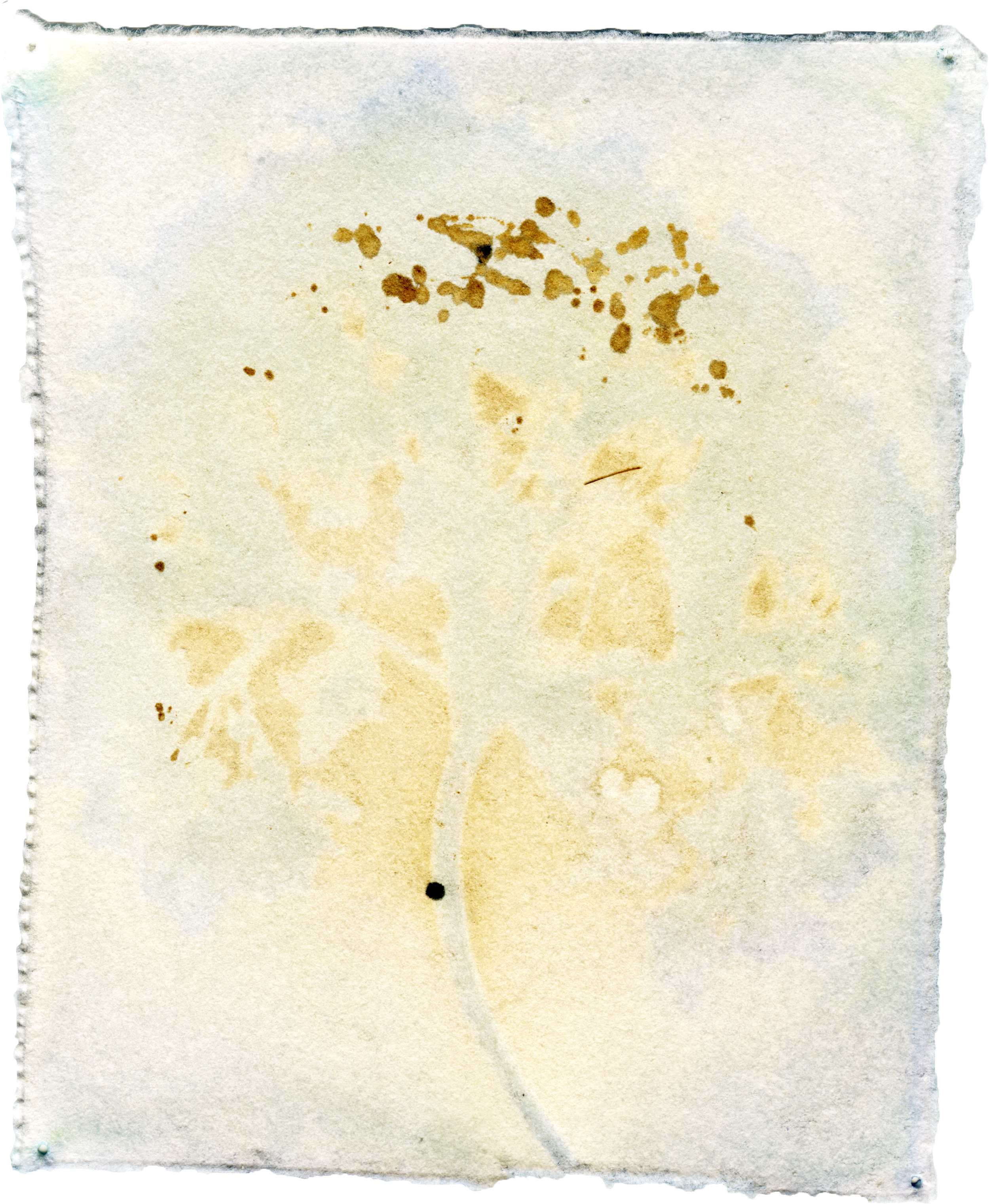 Hydrangea Macrophylla with Hydrangea Macrophylla Emulsion, 5" x 4", 2018