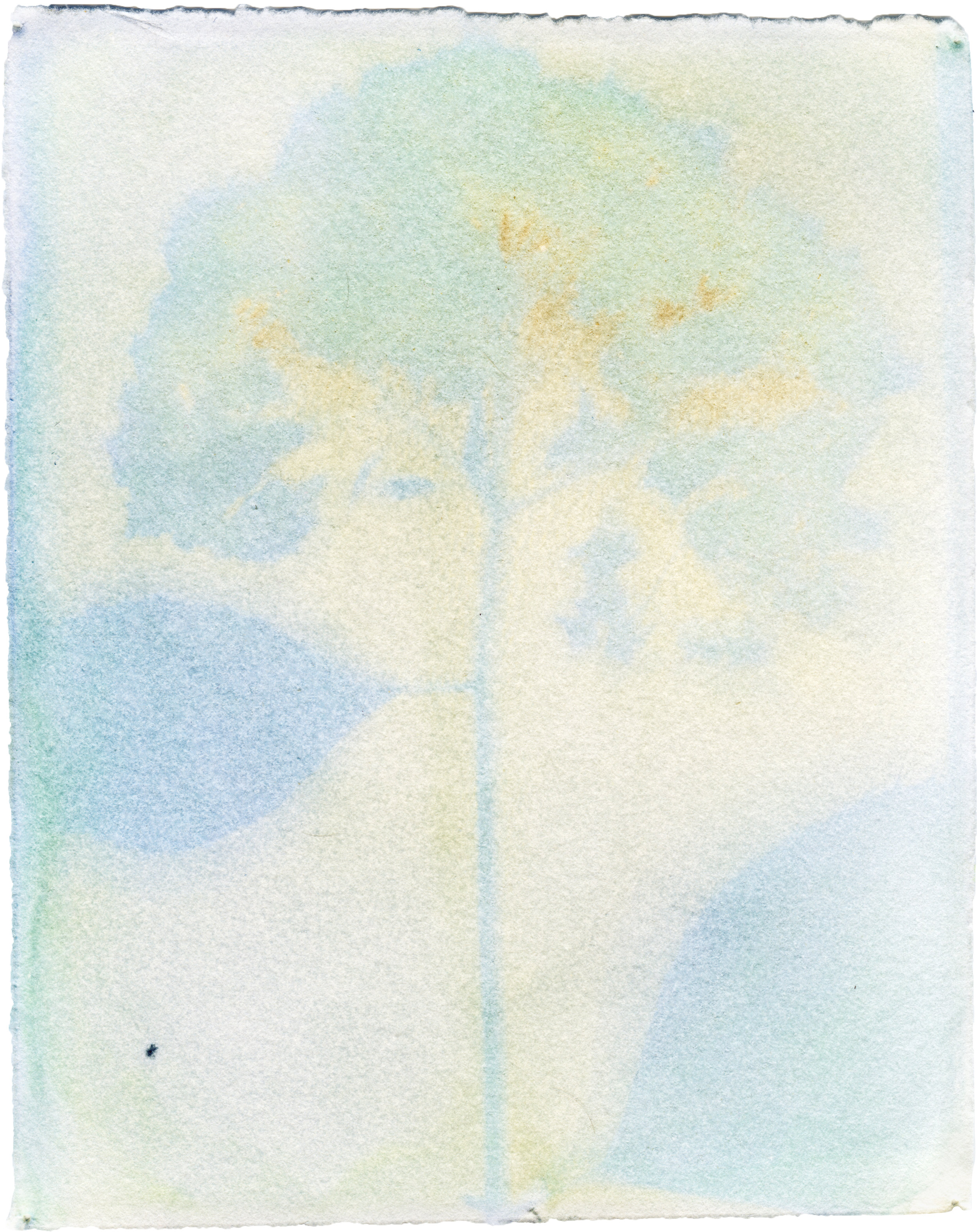 Hydrangea Macrophylla with Hydrangea Macrophylla Emulsion, 6.5" x 5", 2018