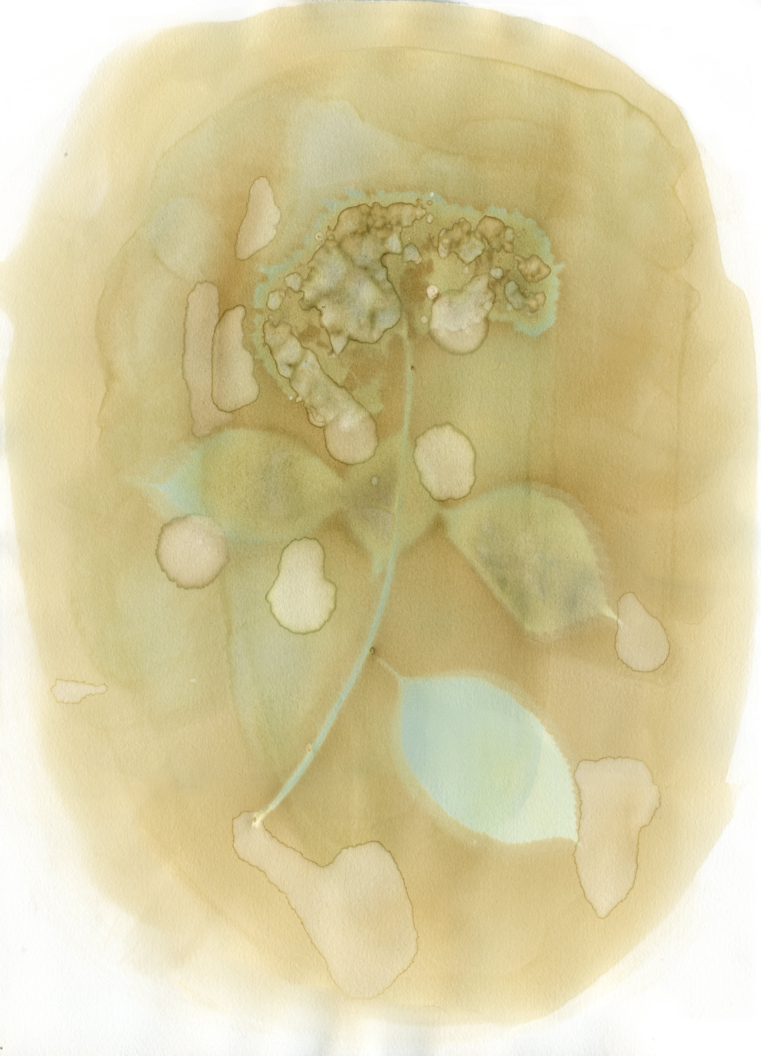 Hydrangea Macrophylla with Hydrangea Macrophylla Emulsion, 18" x 14", 2018