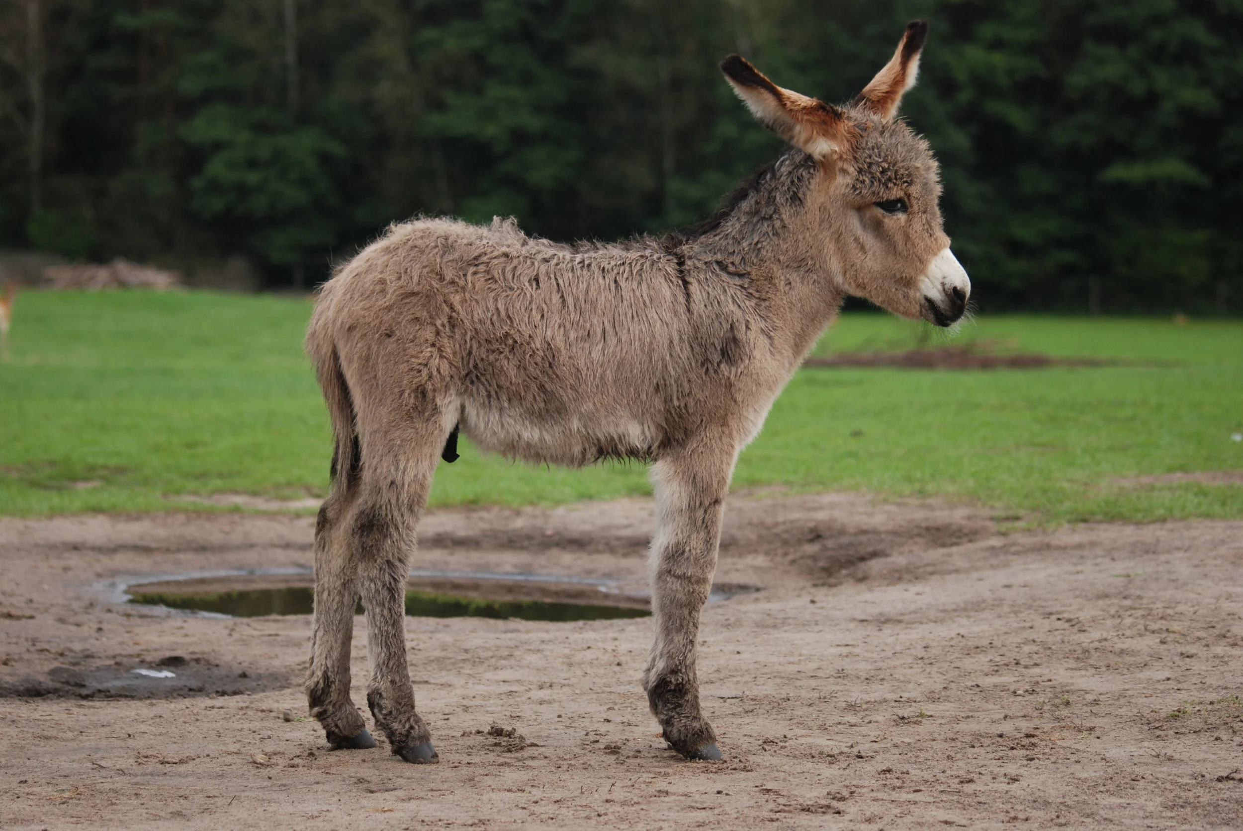 Equus_asinus_Kadzidłowo_001-1.jpg