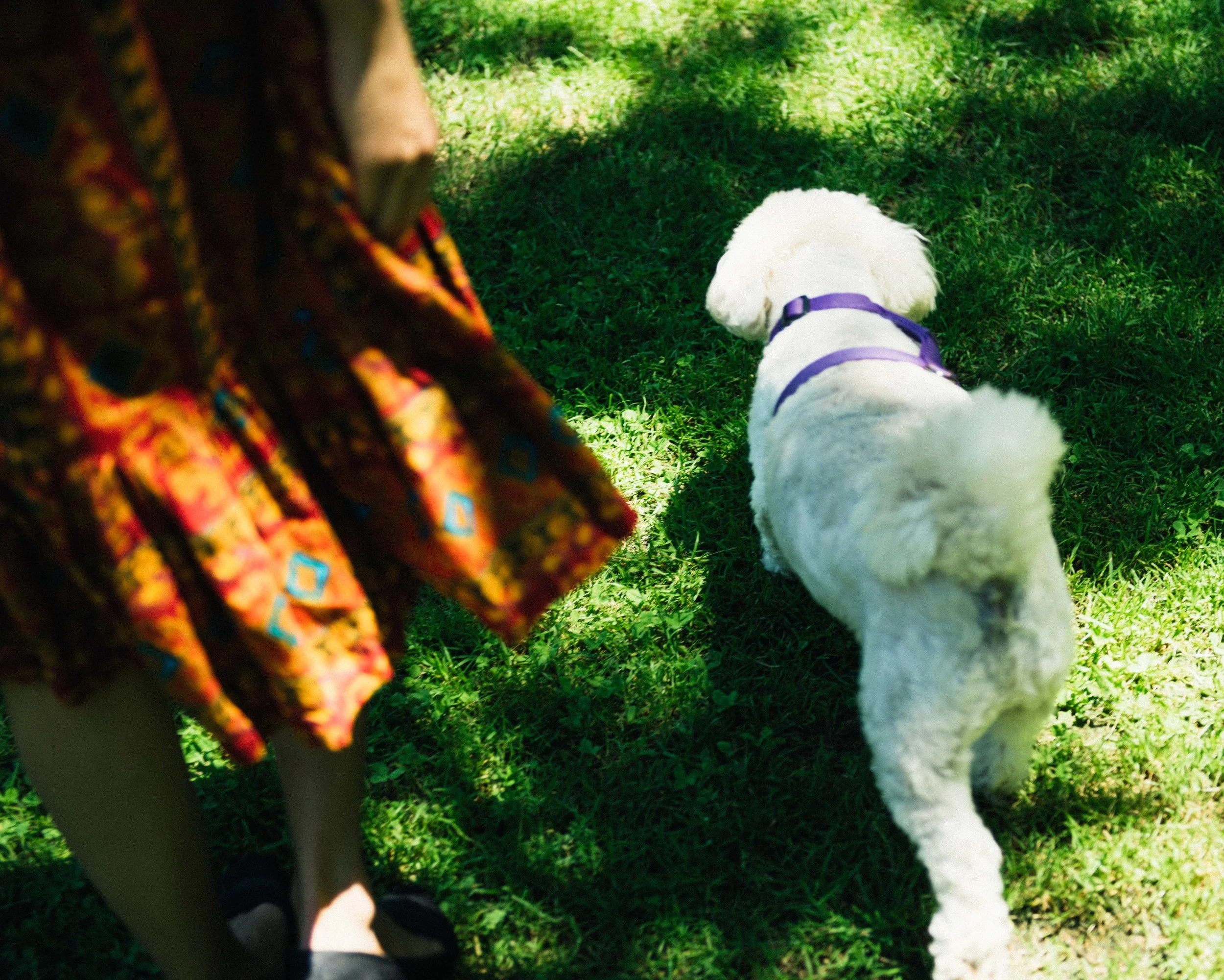 Pet portraits make the perfect recess.
