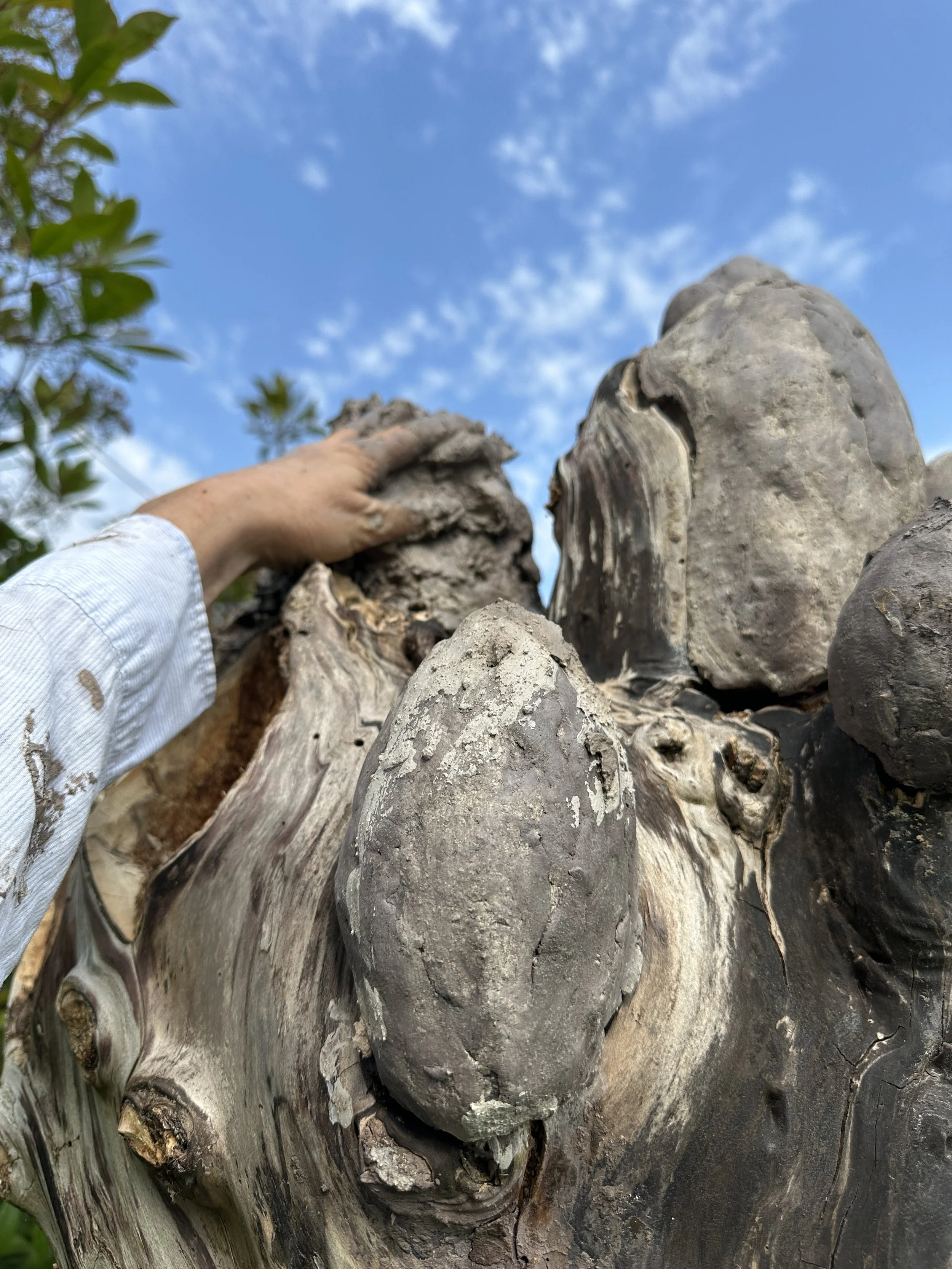  And then there is the next dead tree. It’s shape reminded me of a nest. And so came the idea of the egg formed extensions where the branches had been cut off. And so I deep cleaned the wounds with the chisel and soothed it with mixed coloured unfire