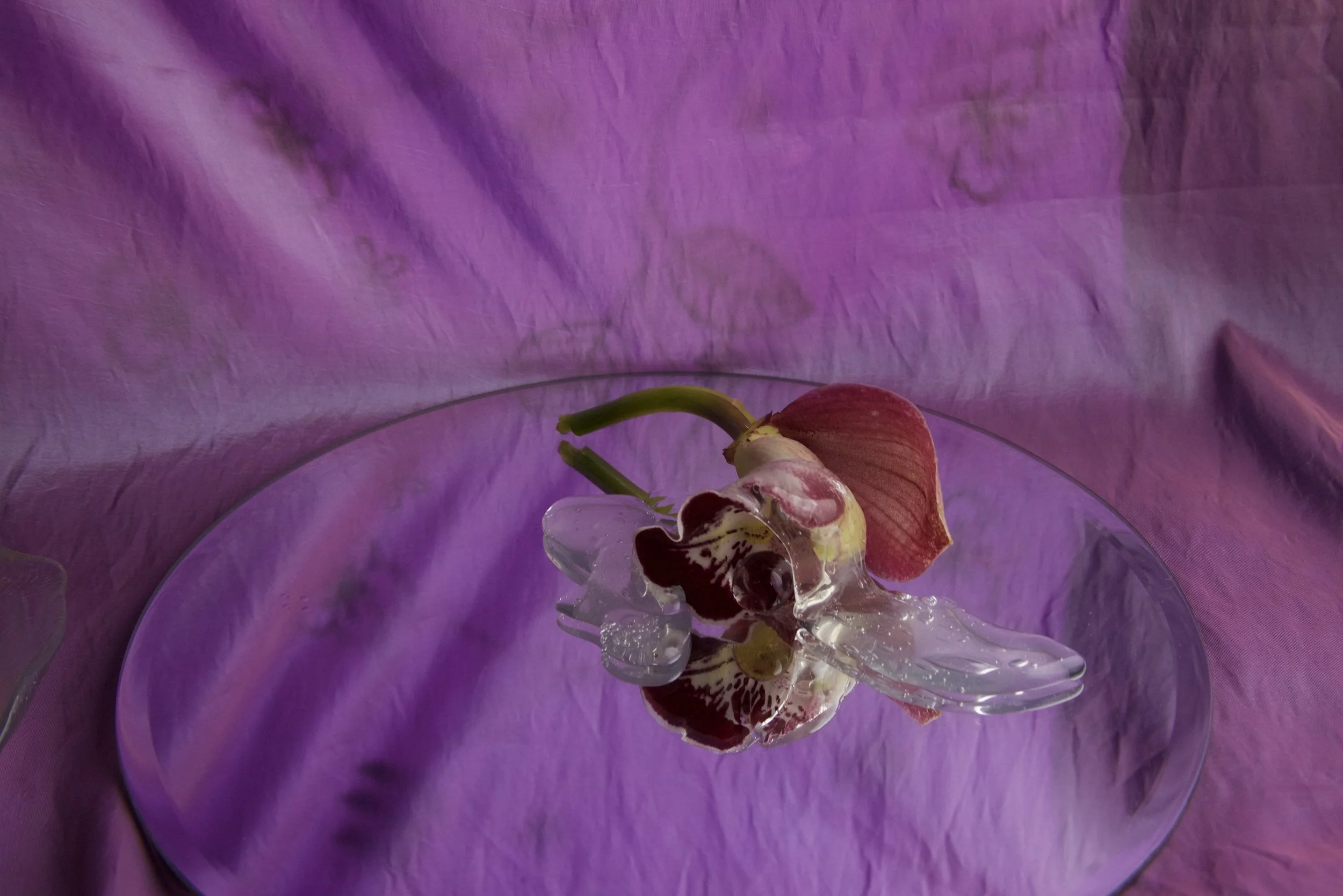 purple slime orchid.jpg