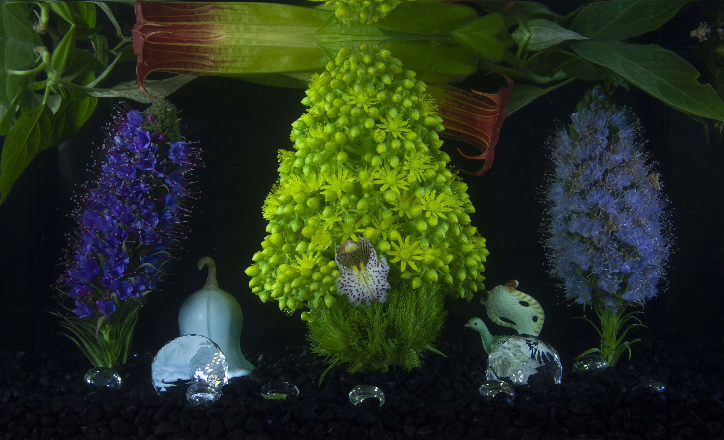 Mountain Magic / Magic Mountain