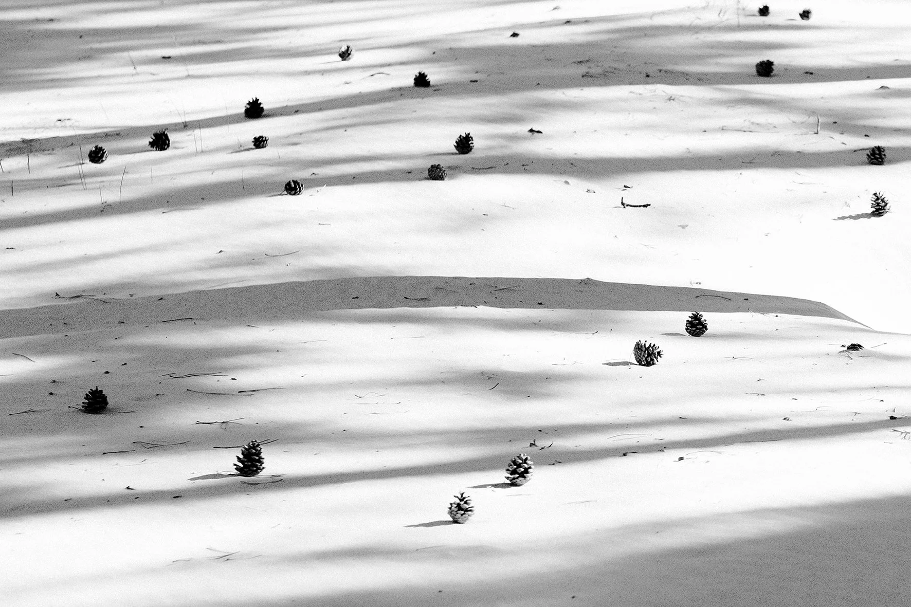 7.pineconefield 16x24 kozo.jpg