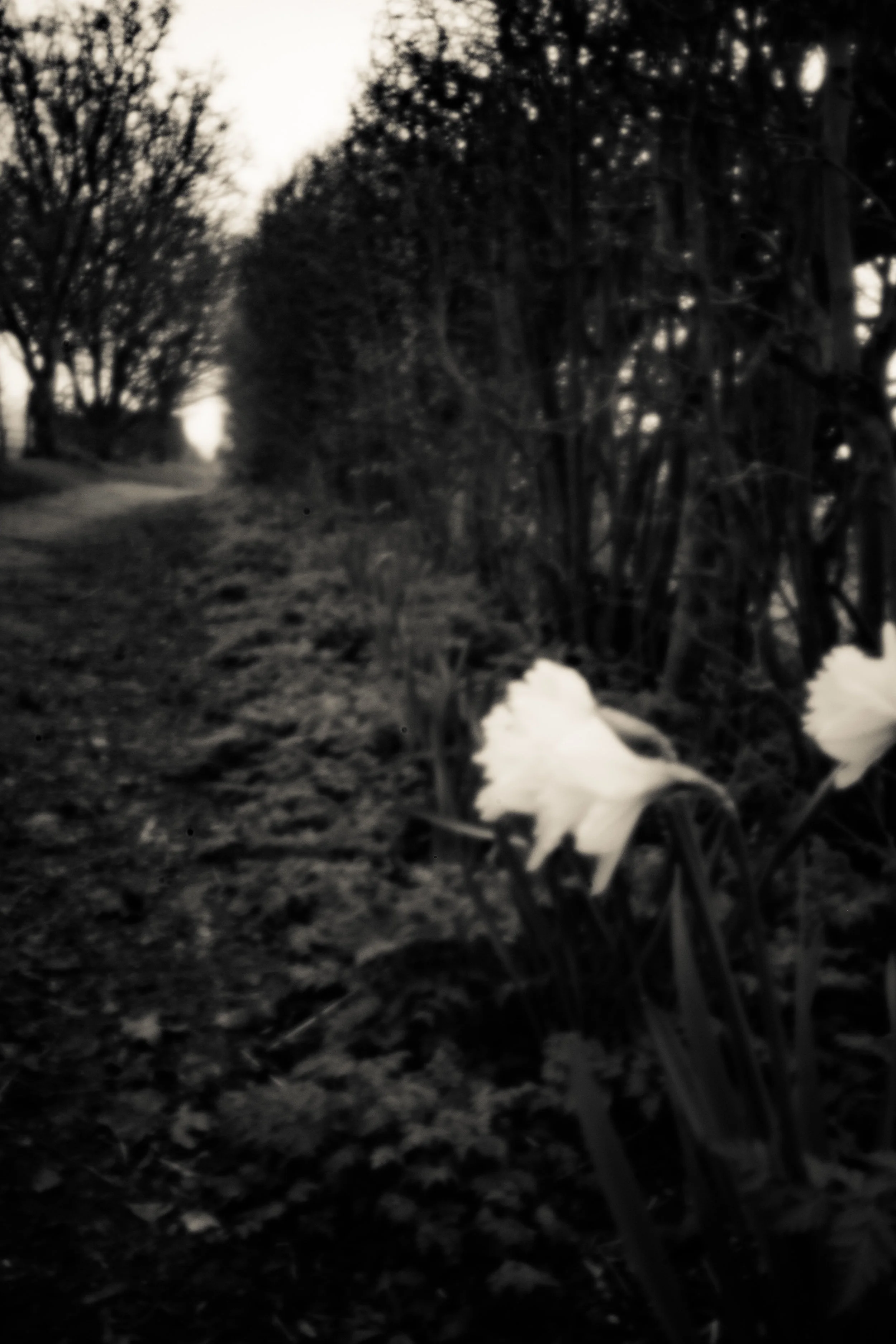 pinhole--4.jpg