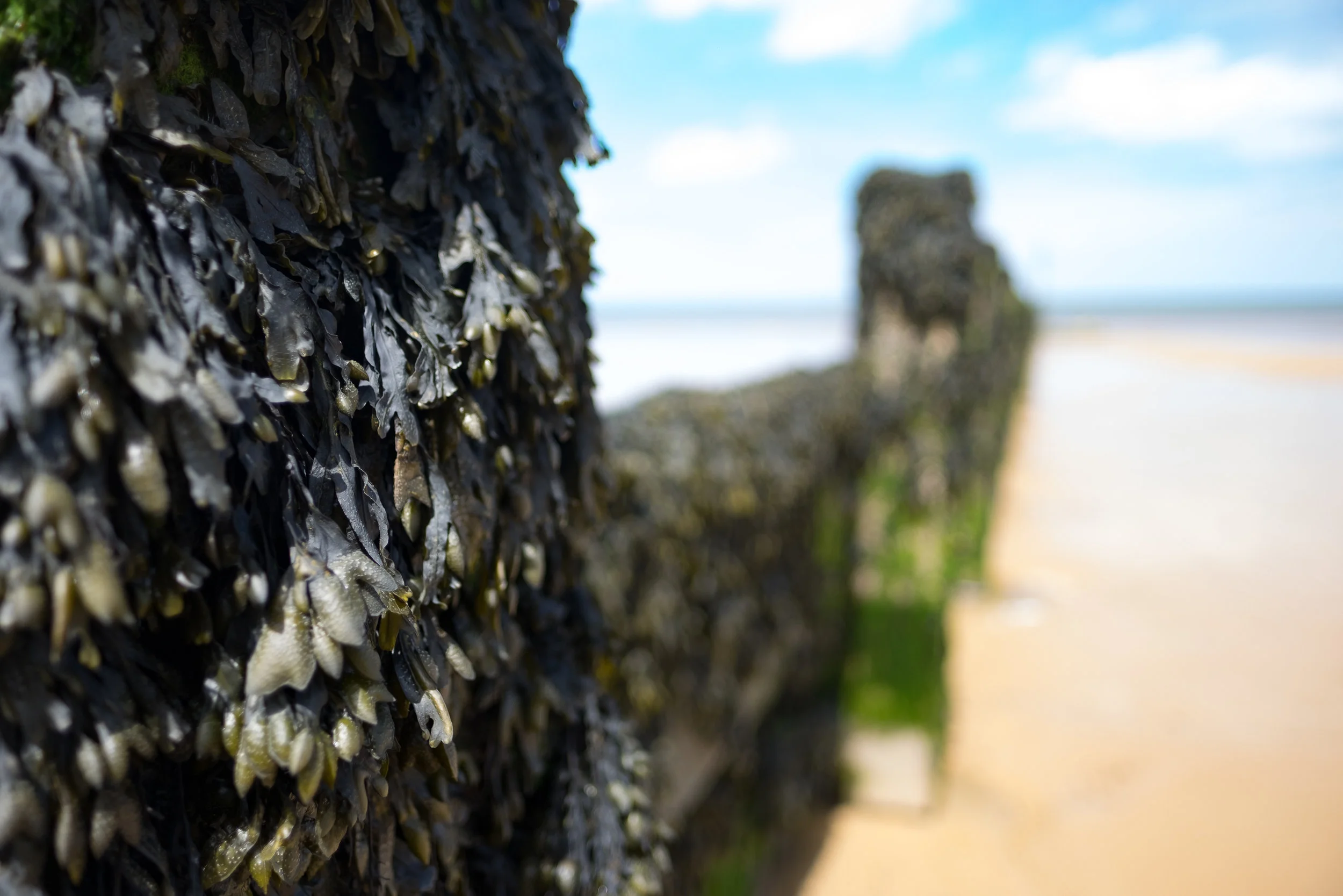 DSCF8413.jpg