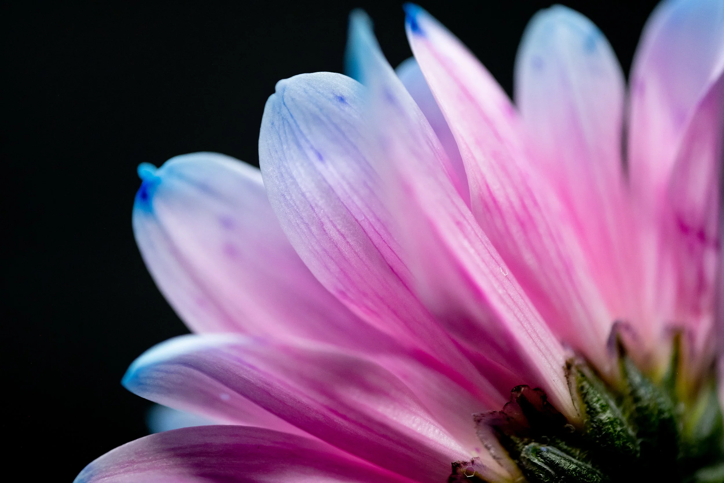 macro-3.jpg