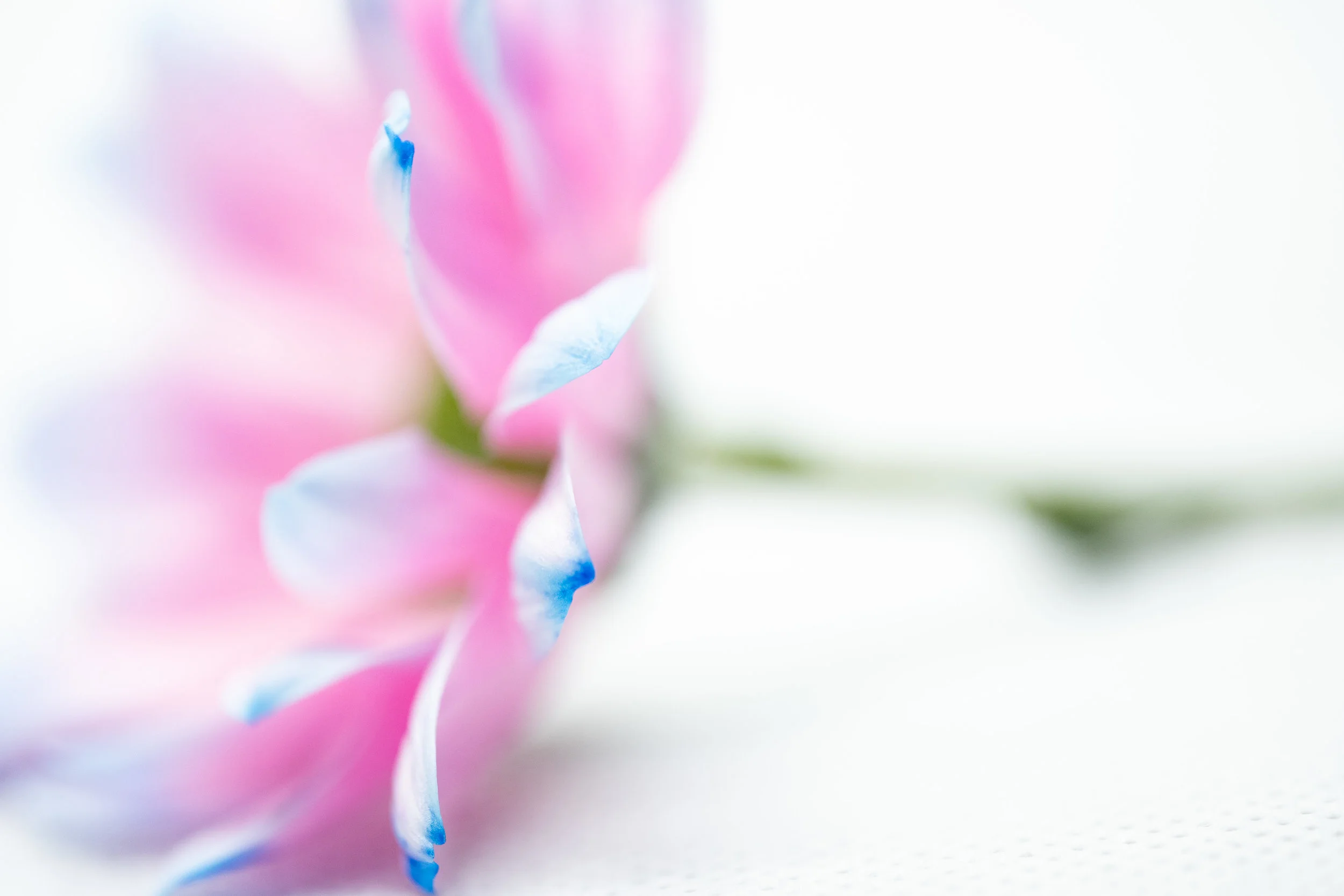 macro-5.jpg
