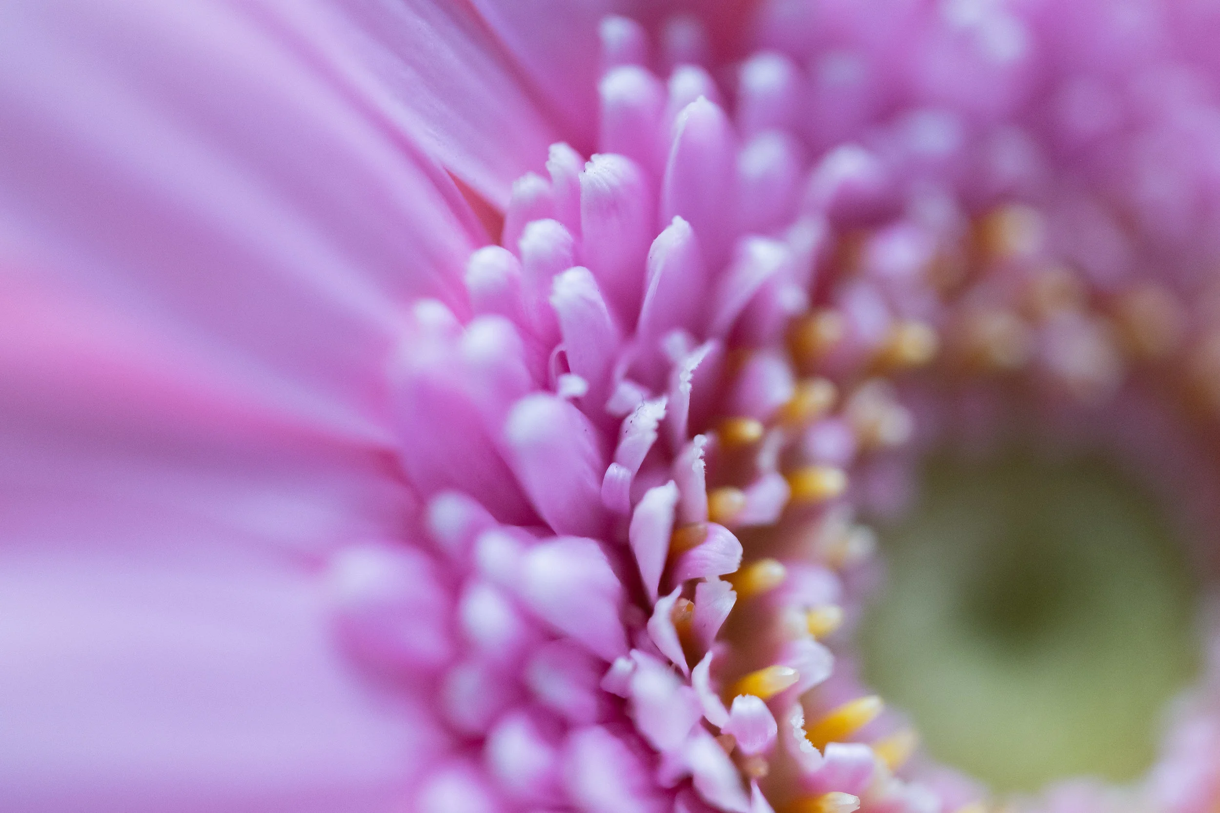 macro-7.jpg