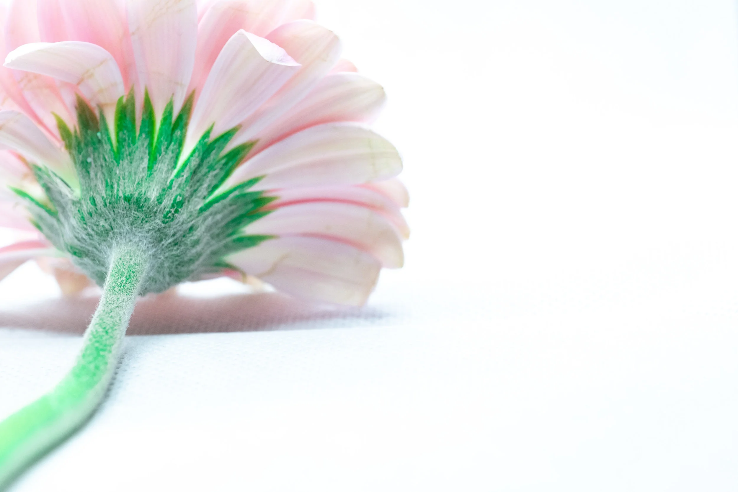 macro-8.jpg