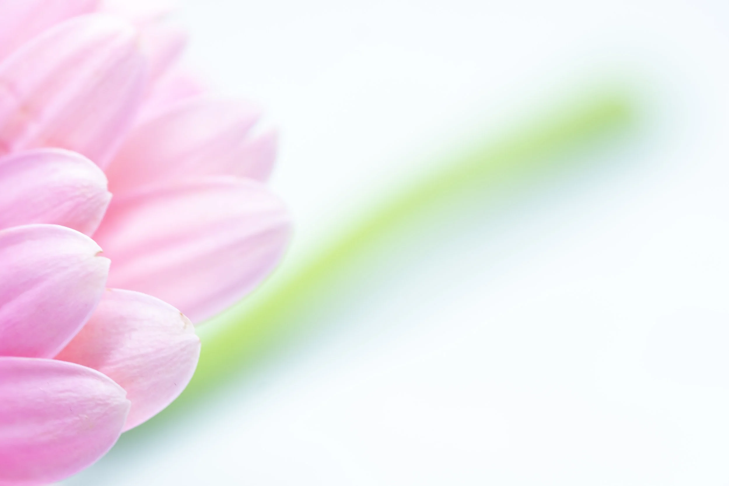 macro-10.jpg