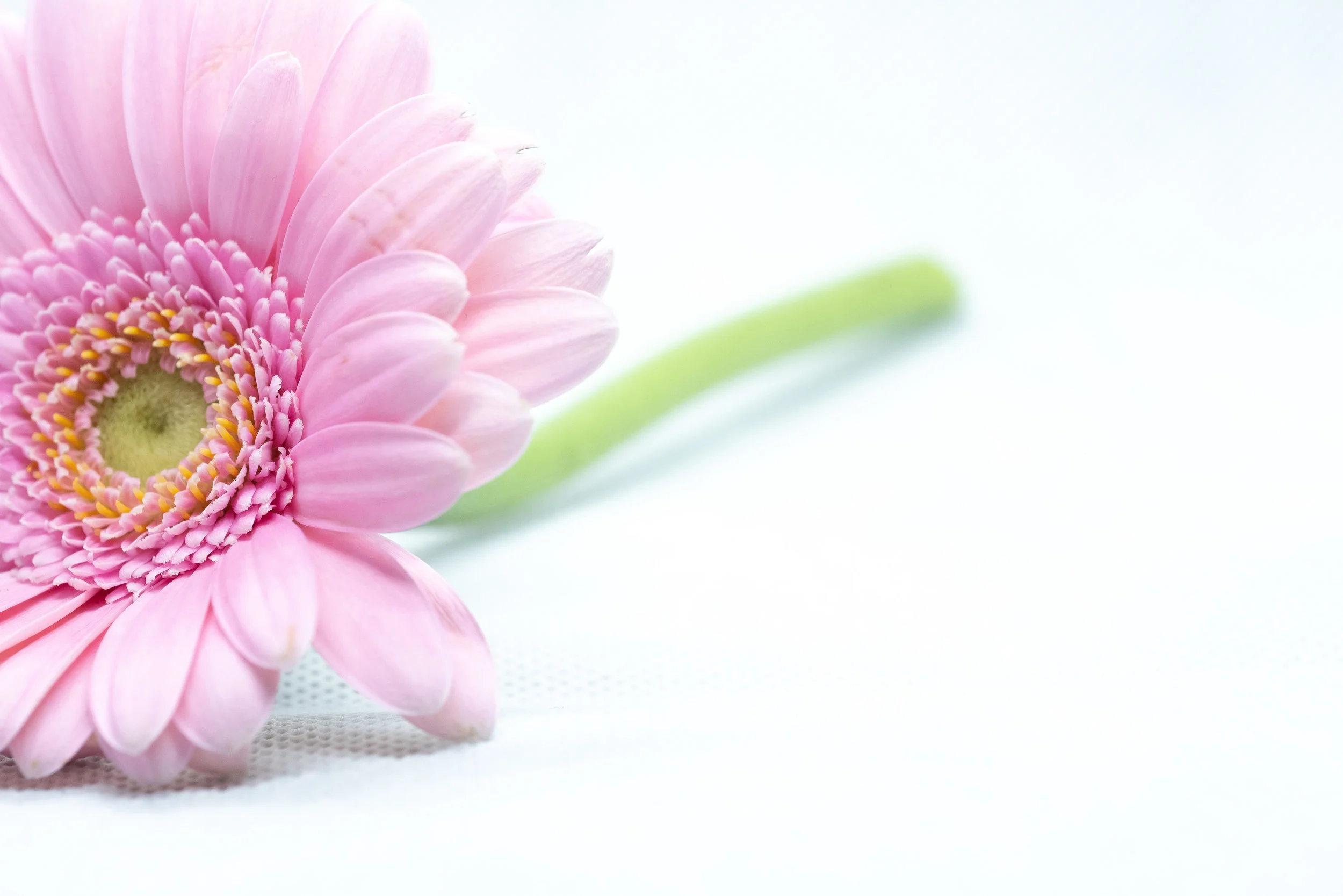 macro-9.jpg