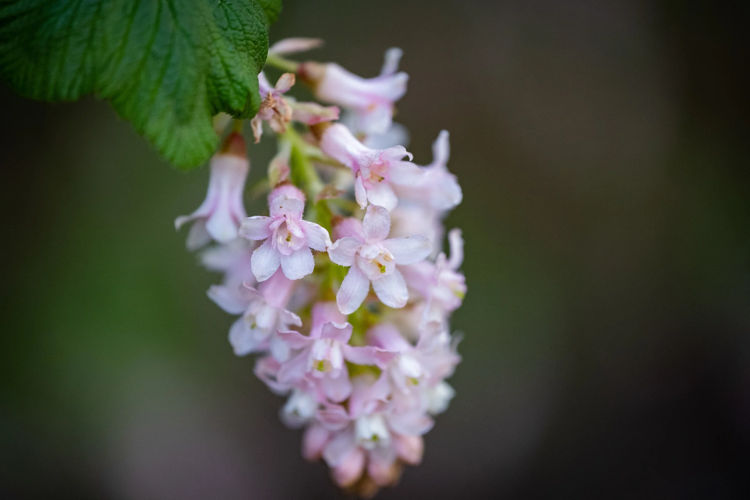 macro-11.jpg