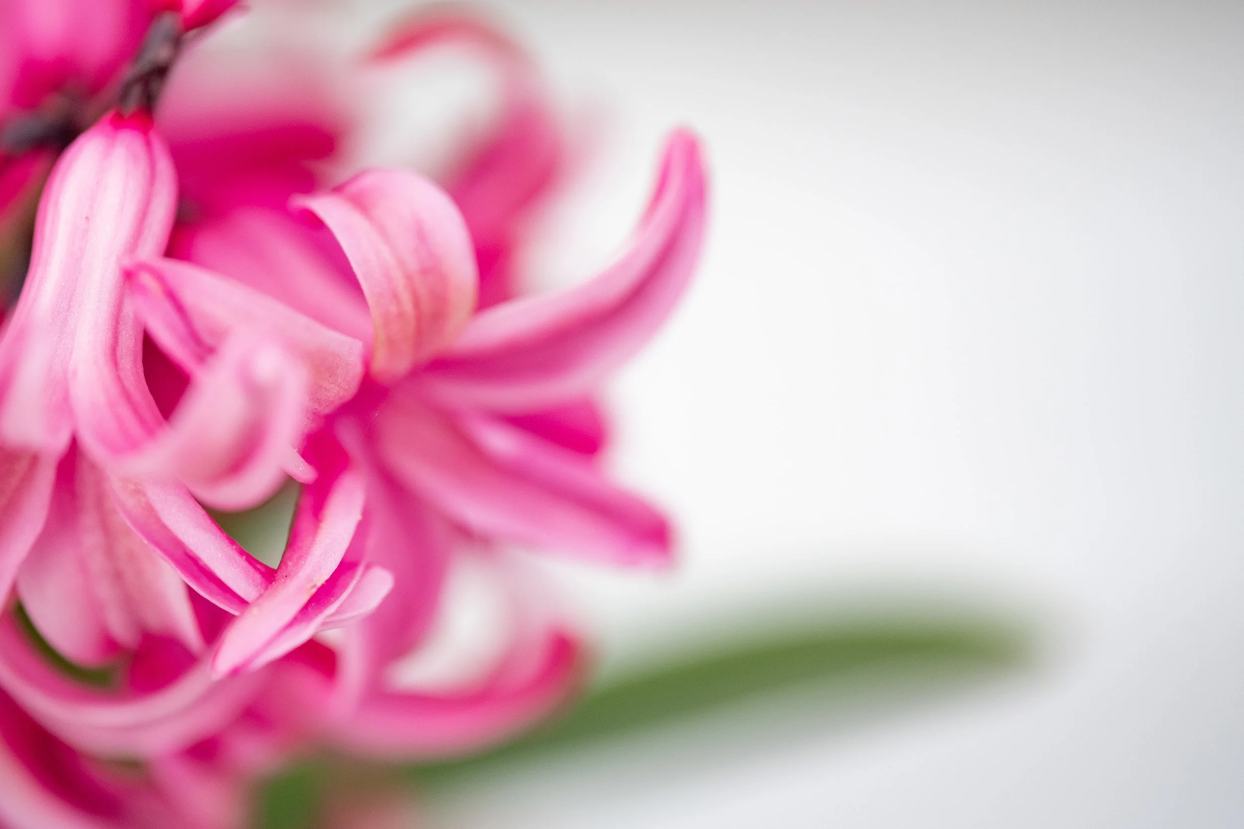 macro-18.jpg