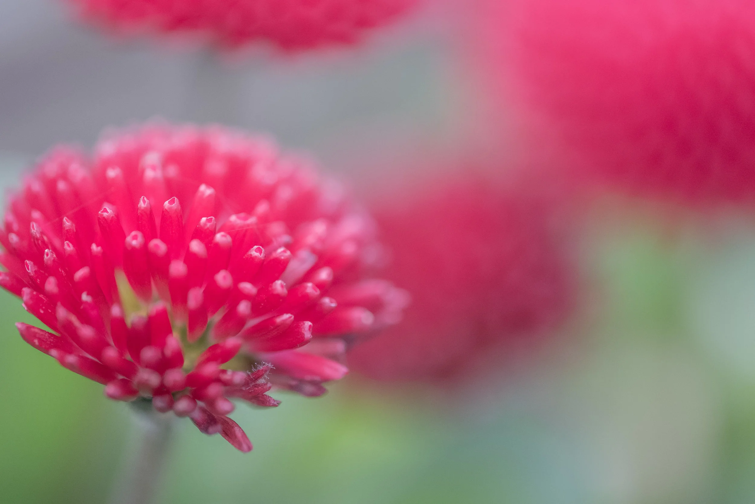 macro-15.jpg