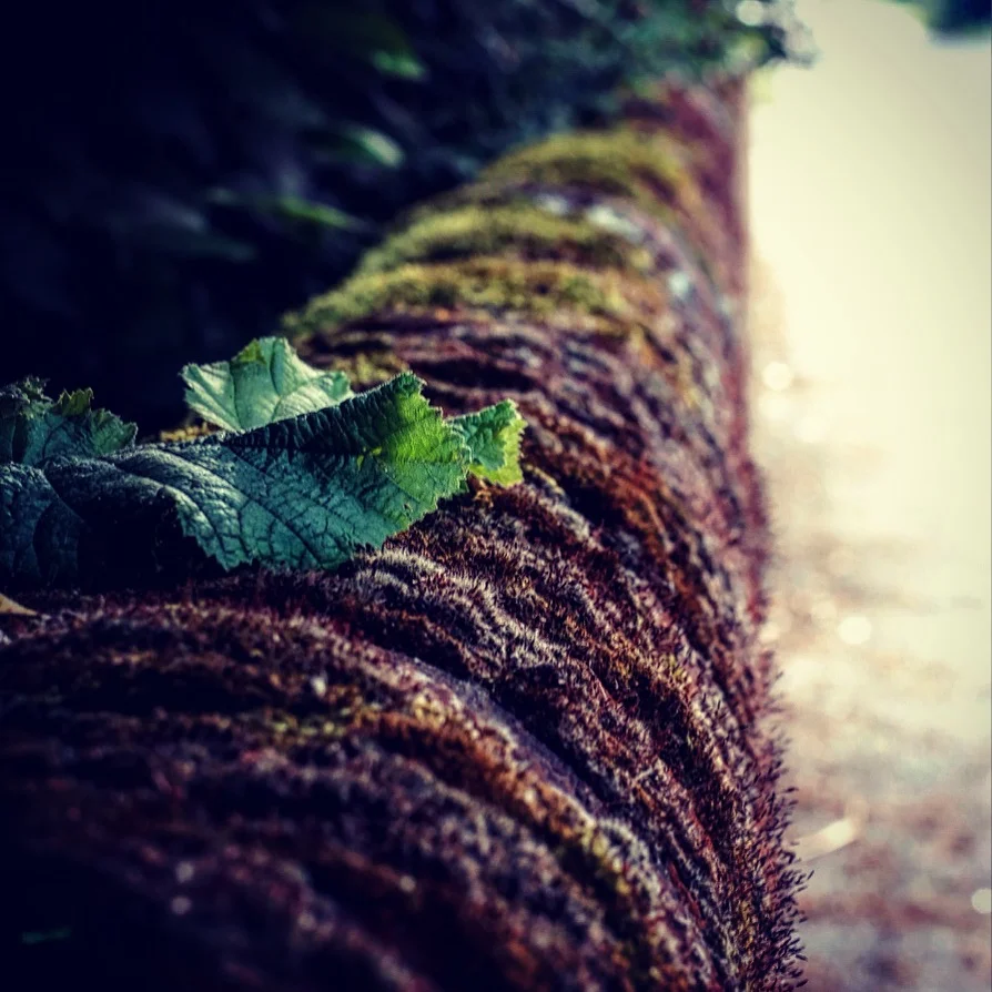 IMG_0643.jpeg
