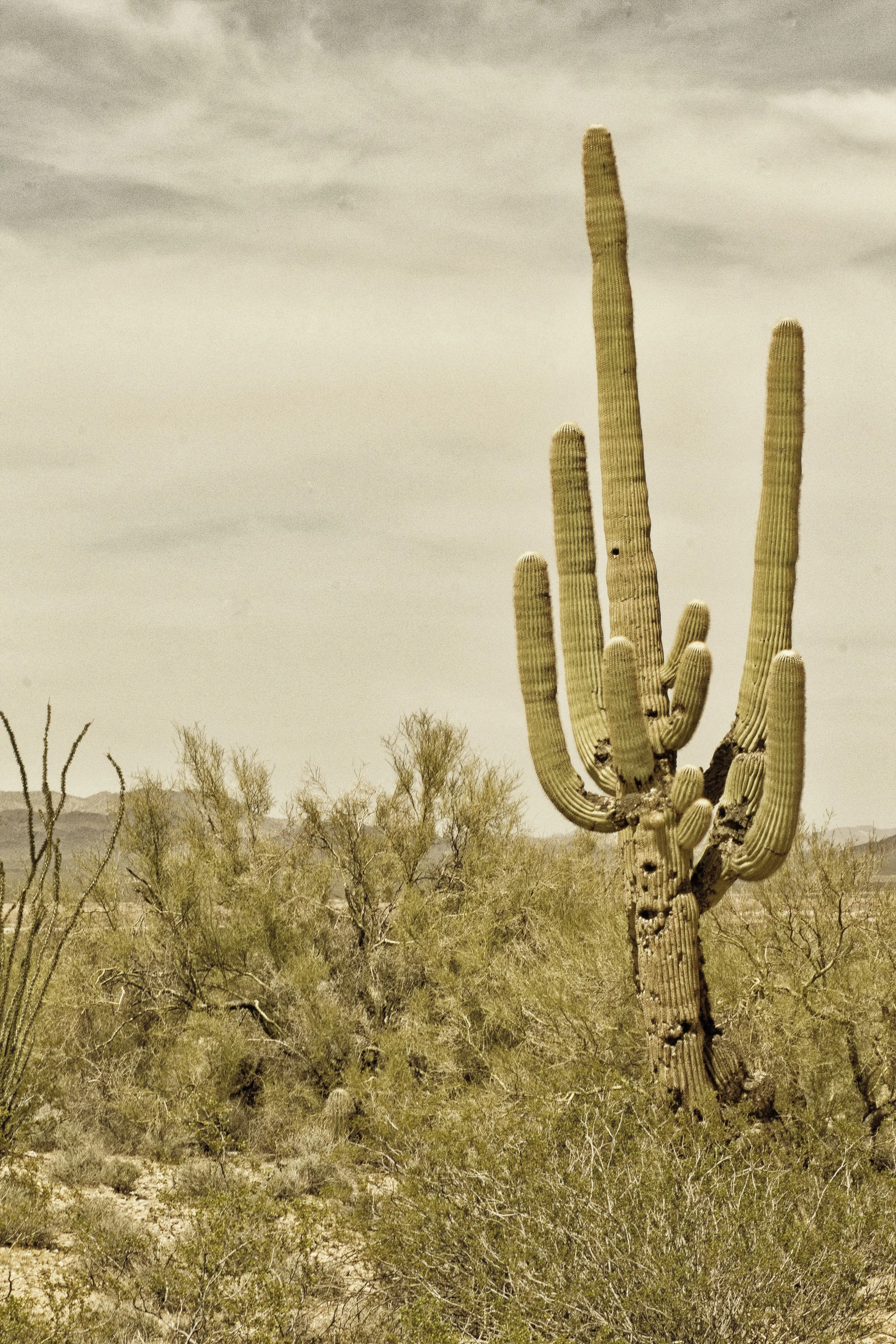 Cactus, California, 2013.jpg