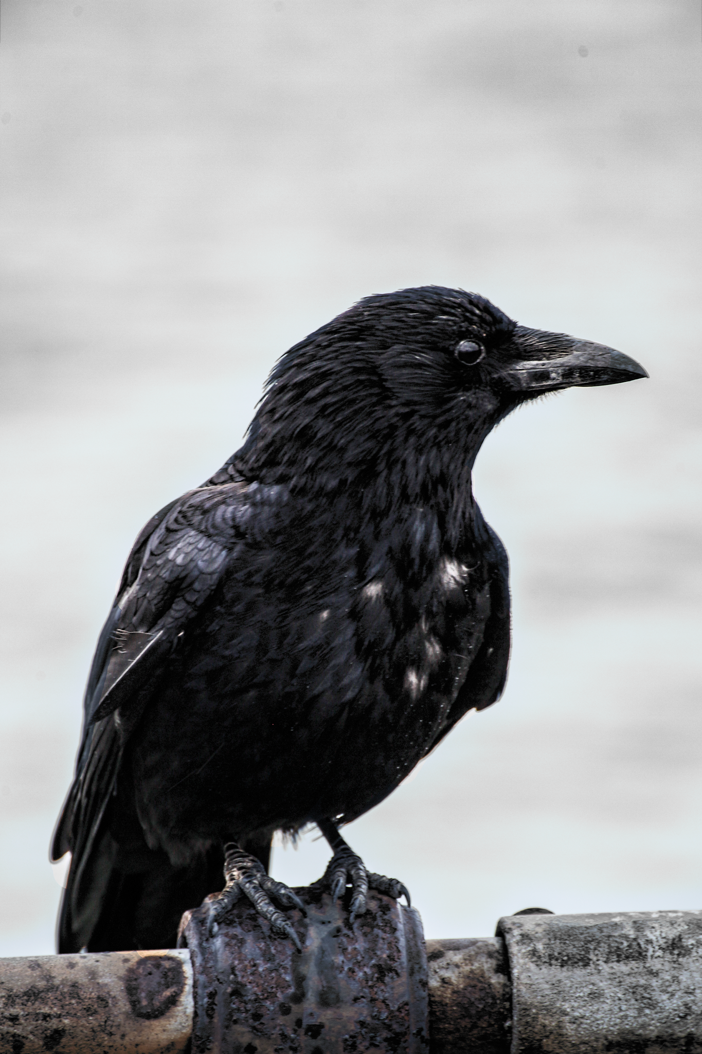 Crow-on-the-Pier.png