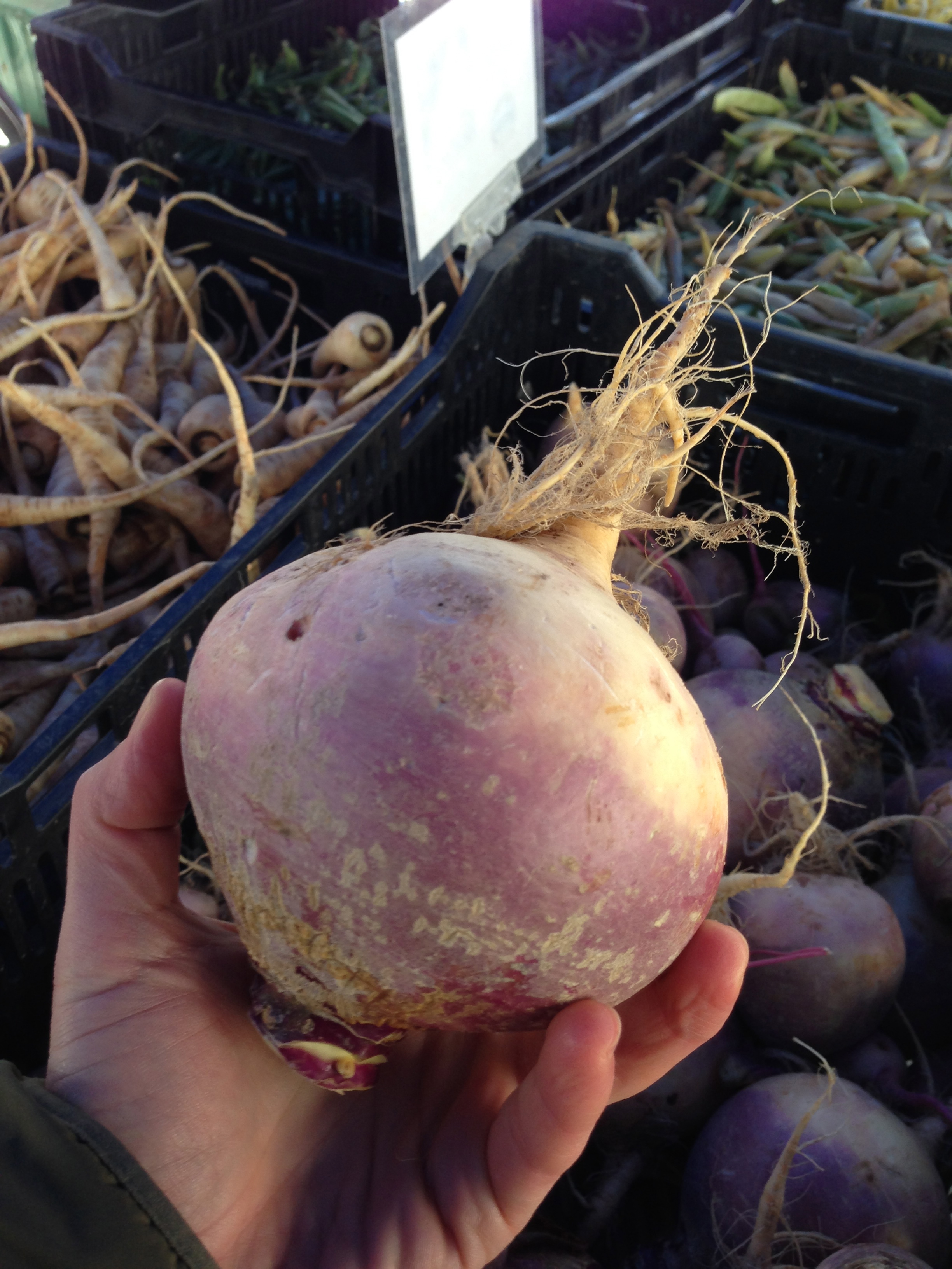 Buying some rutabaga at the Greenmarket in Brooklyn. Did you know it is one of the highest anti-fungal foods?