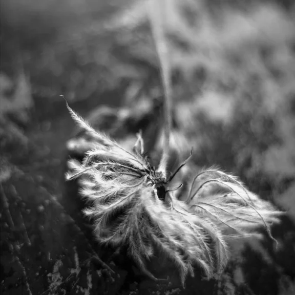 nature swirl_jillian_04_B&W.jpg