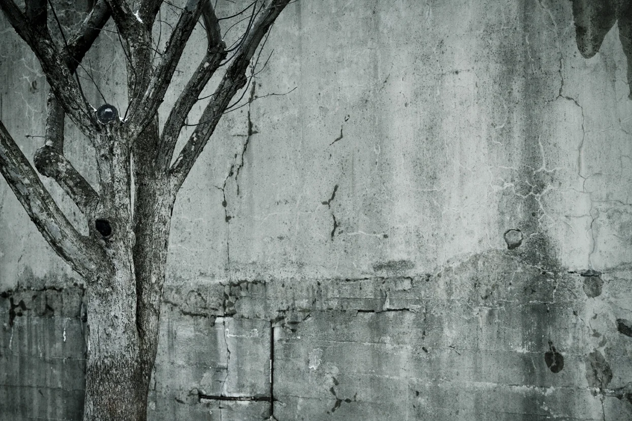 _MG_8908_urban tree_01.jpg