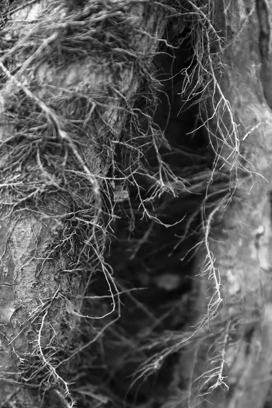 bark