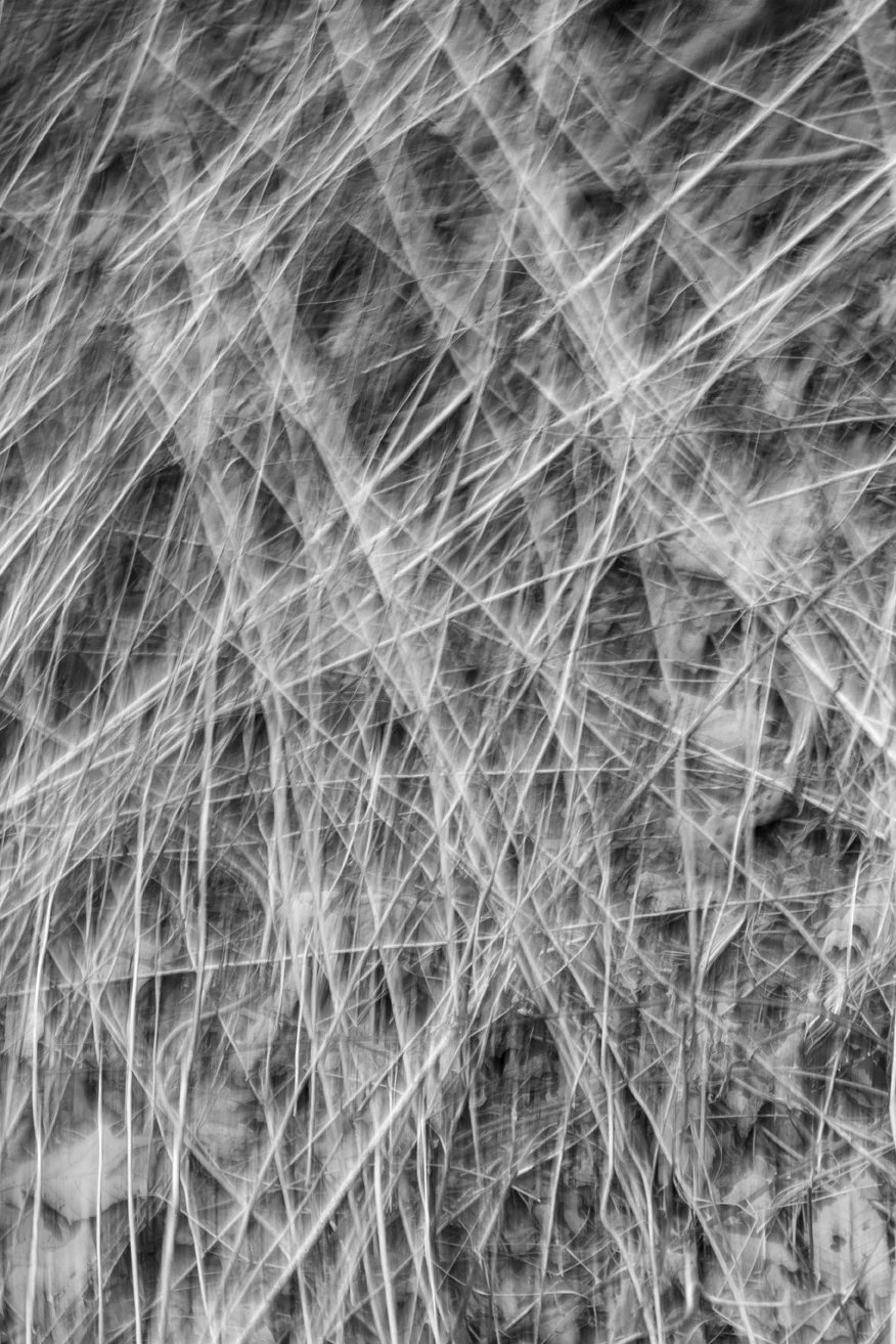 reed blur