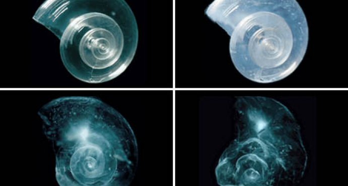 An experiment showing how acidic waters dissolve marine organisms' shells.