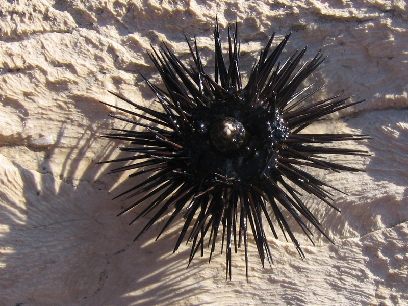 Mutated Sea Urchin