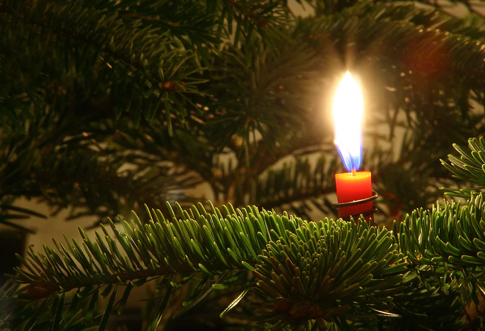 Christmas Trees, Rocket Fuel, and Plastics: Terpenes in Nature and Engineering