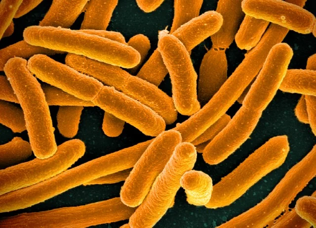 E. coli bacteria - the strain of bacteria genetically engineered to produce terpene. 