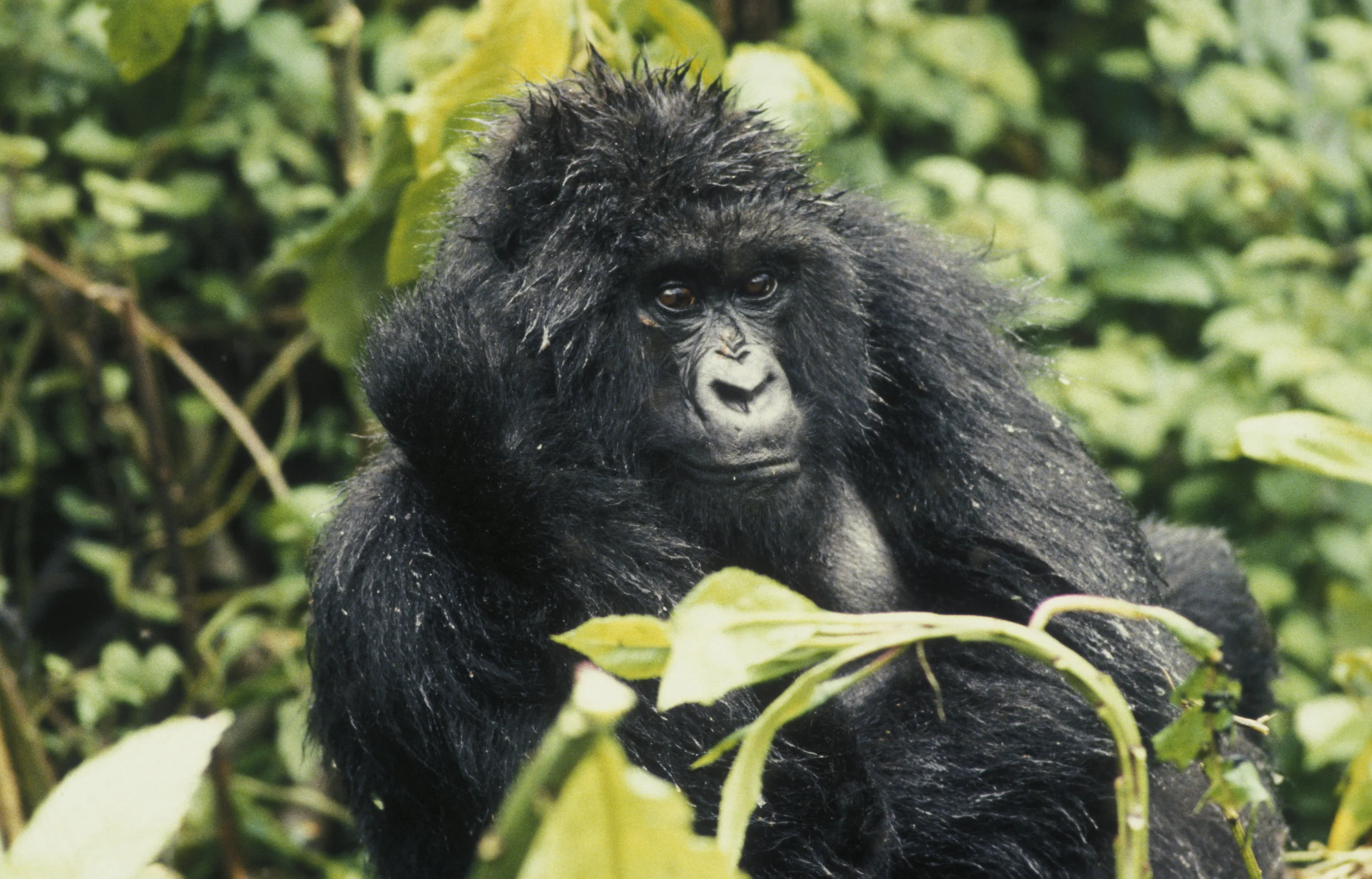 Dian Fossey: The Ultimate Friend of Mountain Gorillas