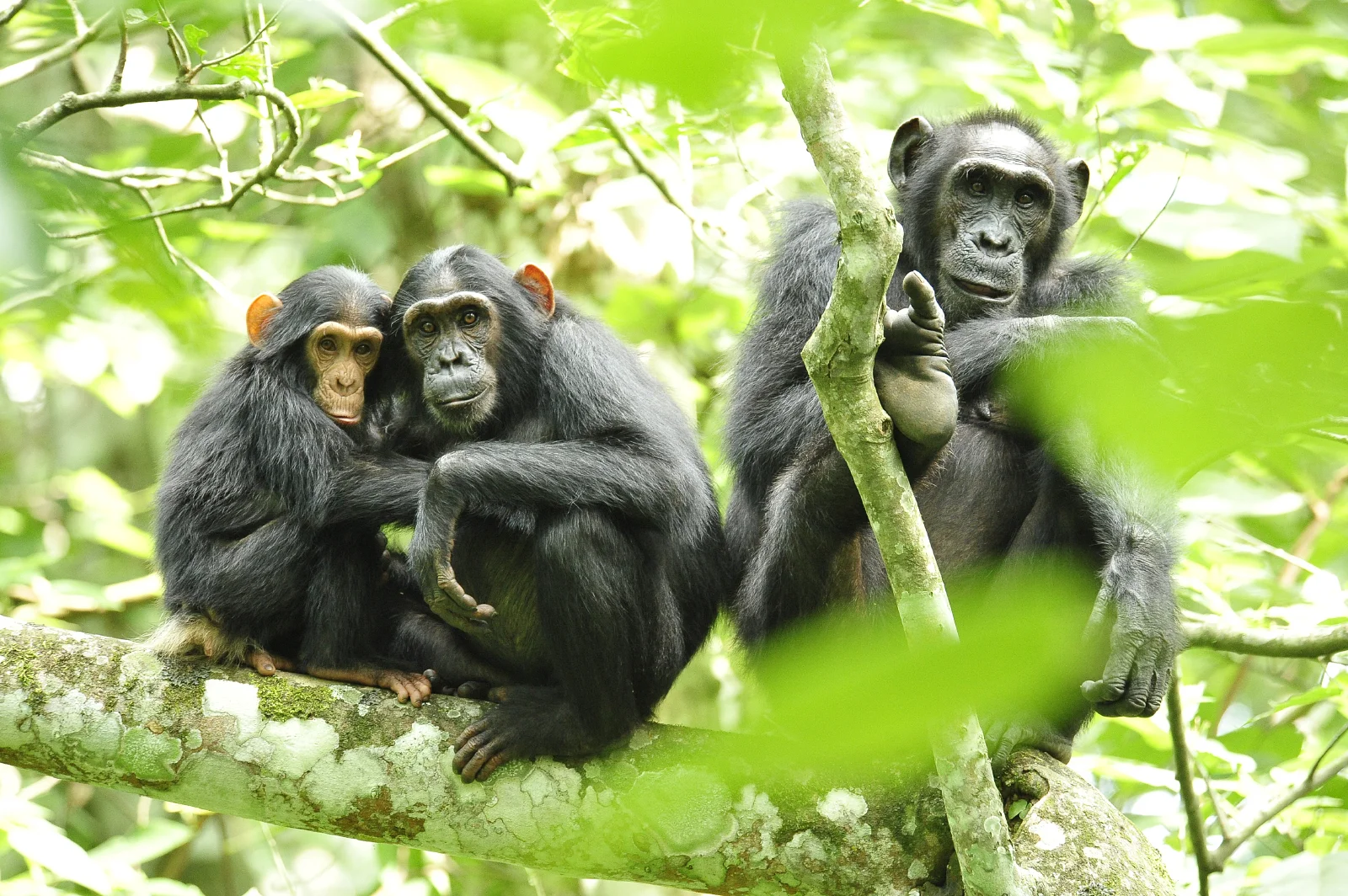 Jane Goodall: Primatologist, Conservationist, Humanitarian