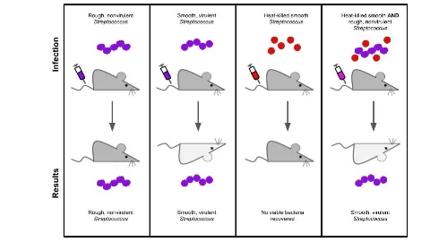 The Griffith Experiment which definitively showed that DNA was the hereditary material. Image by Adam Greene.