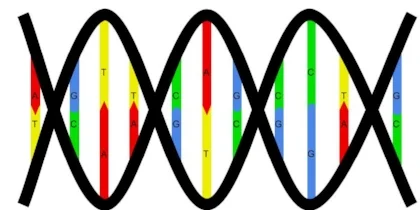 Nucleotide pairing.jpg