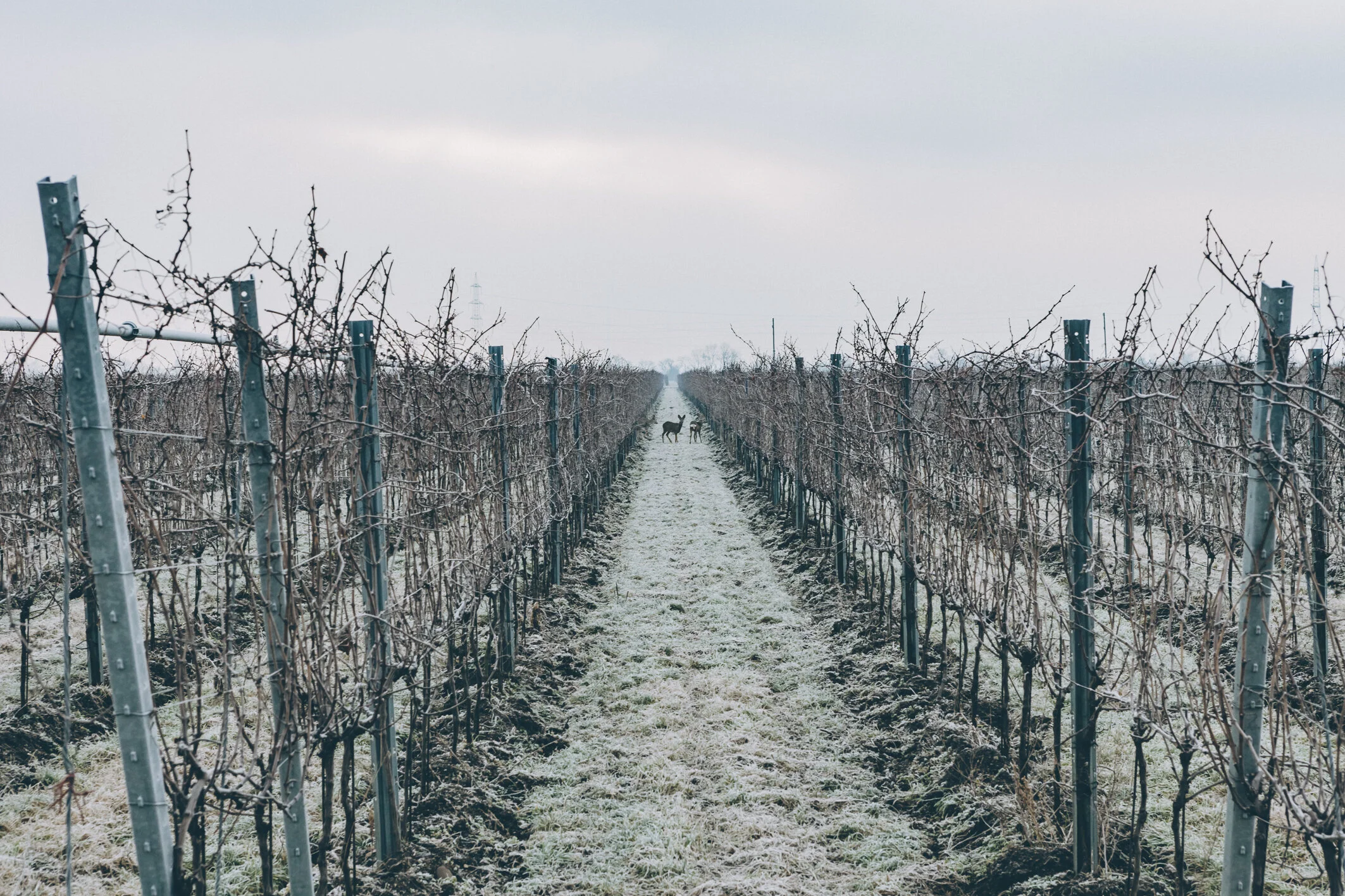 Weinland Thermenregion - book