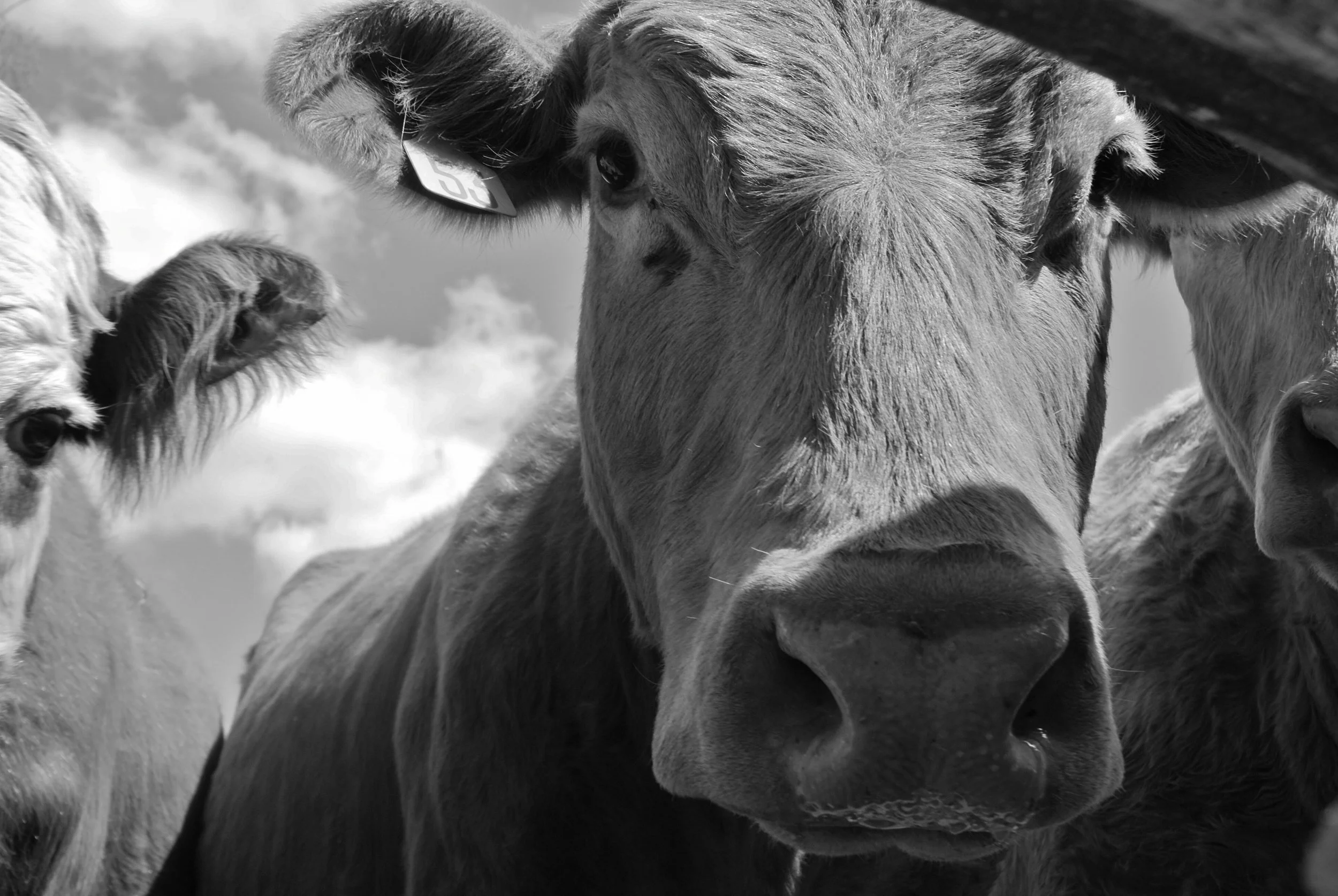  Hummies  Prints available on archival certified, eco-friendly paper - various sizes 