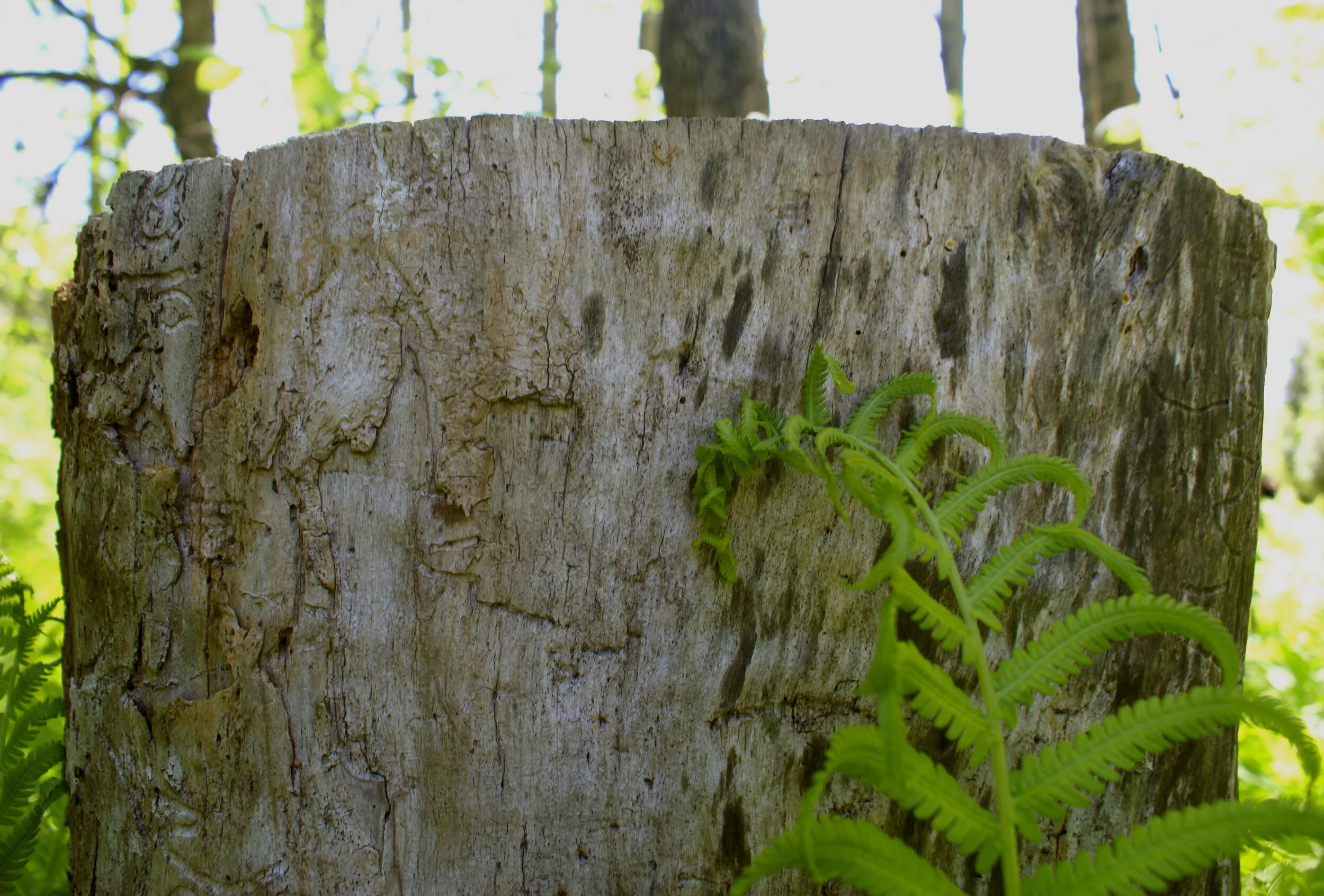  Awake 1  Prints available on archival certified, eco-friendly paper - various sizes 