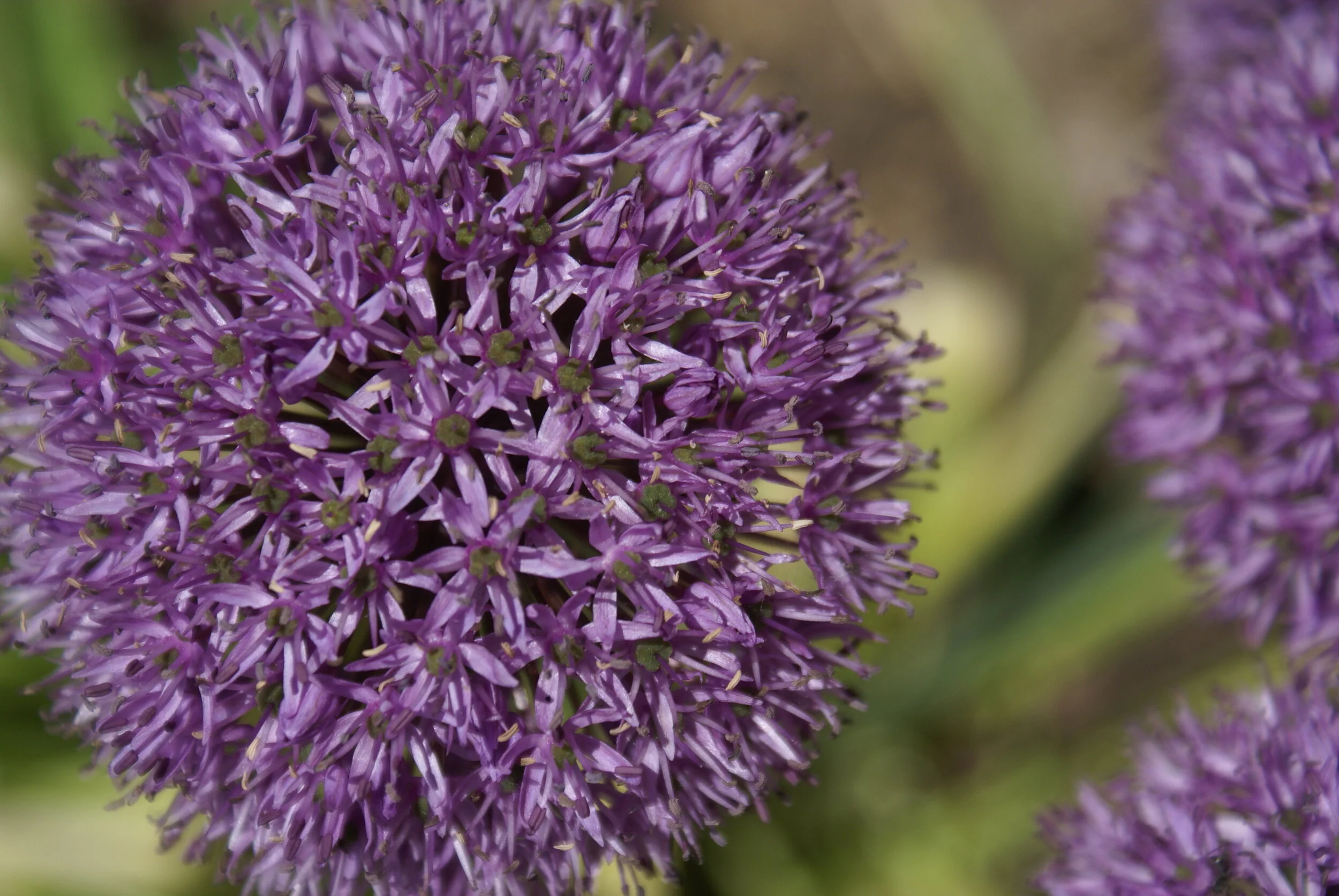  Purple Allium  Prints available on archival certified, eco-friendly paper - various sizes 