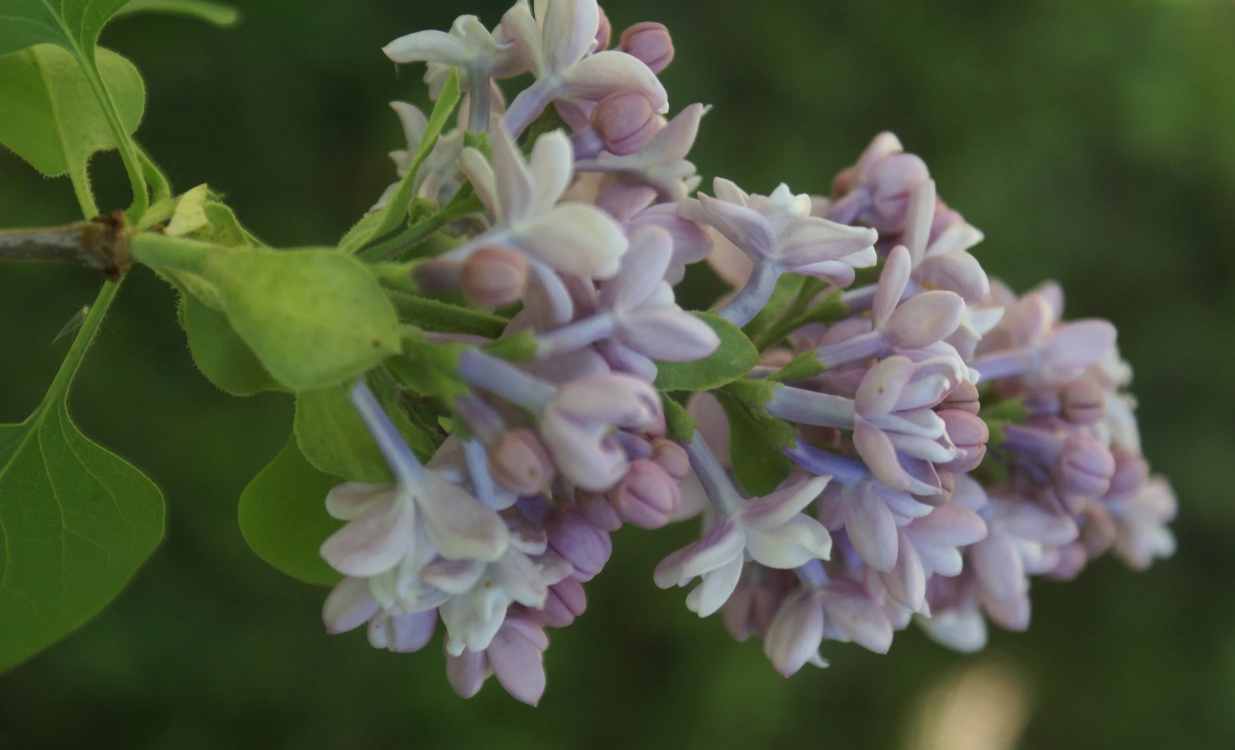  Lilac  Prints available on archival certified, eco-friendly paper - various sizes 