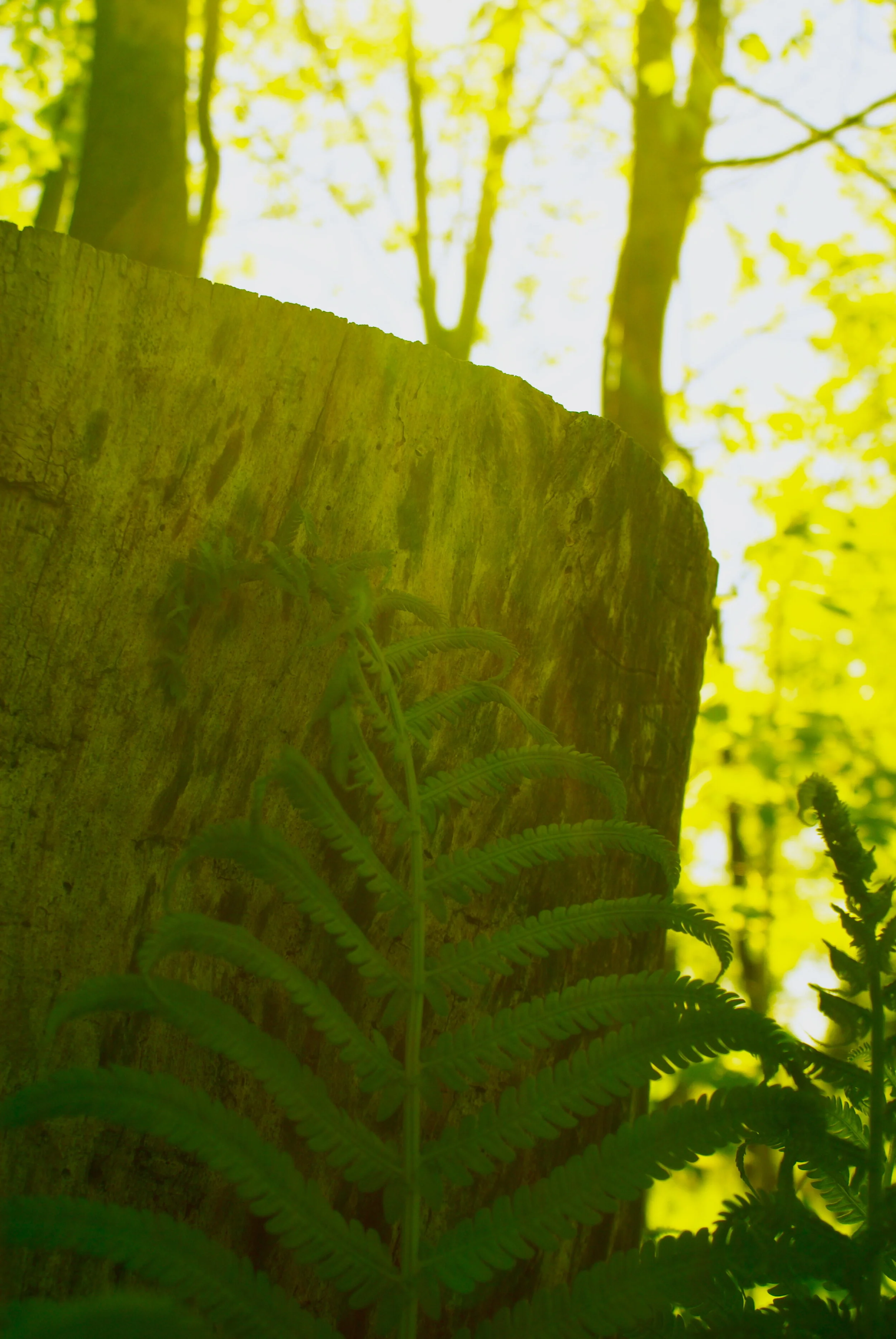  Awake 2  Prints available on archival certified, eco-friendly paper - various sizes 