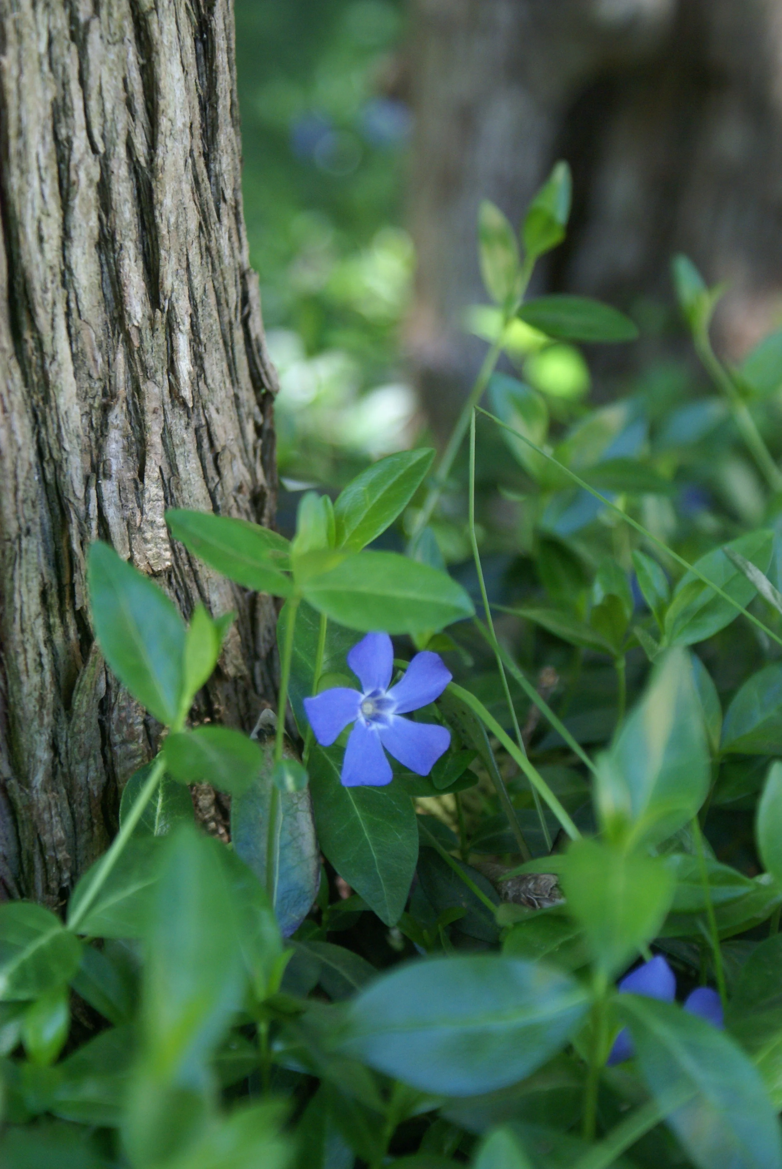  Myrtle in Bloom   Prints available on archival certified, eco-friendly paper - various sizes 